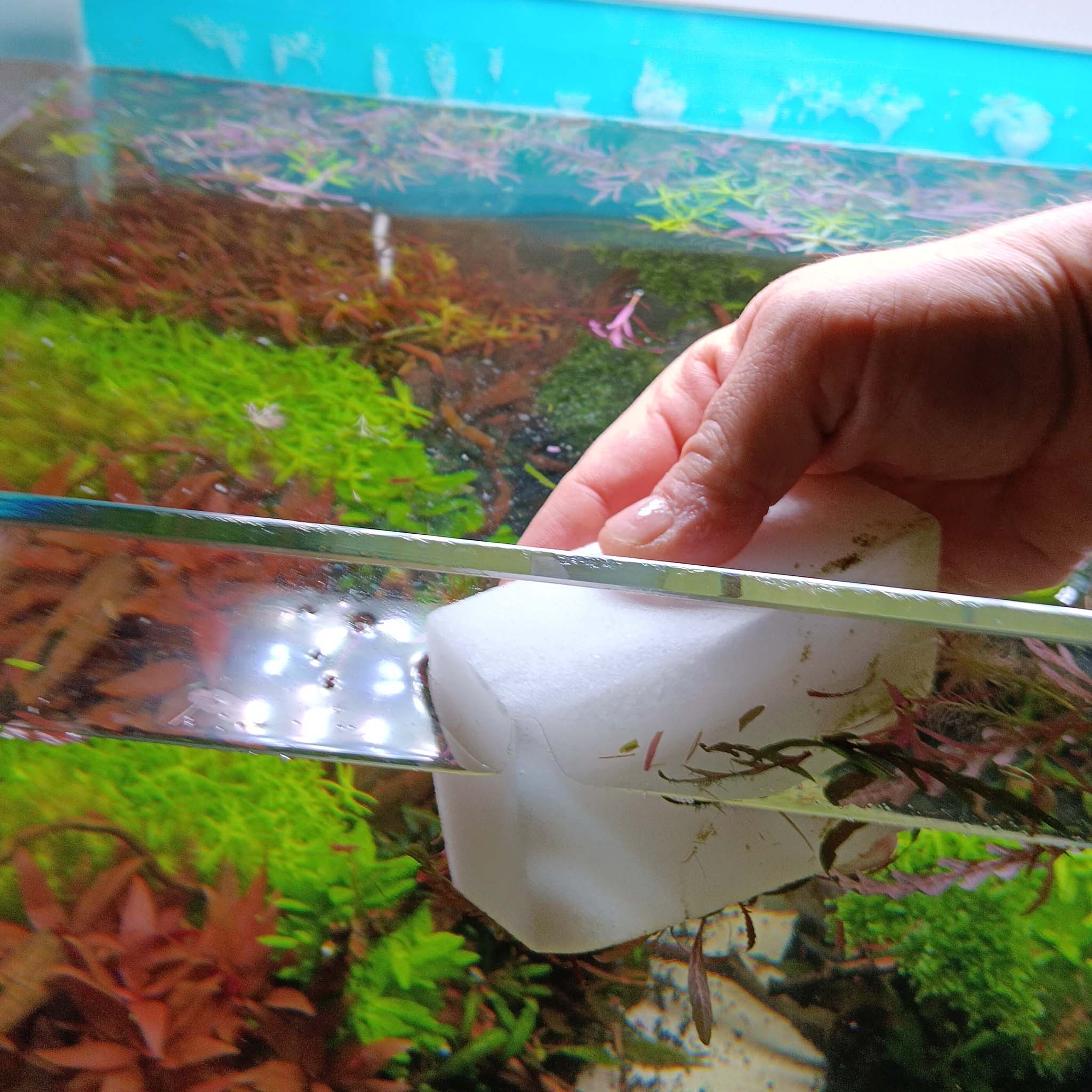 Algenschwamm-im-Aquarium-Einsatz