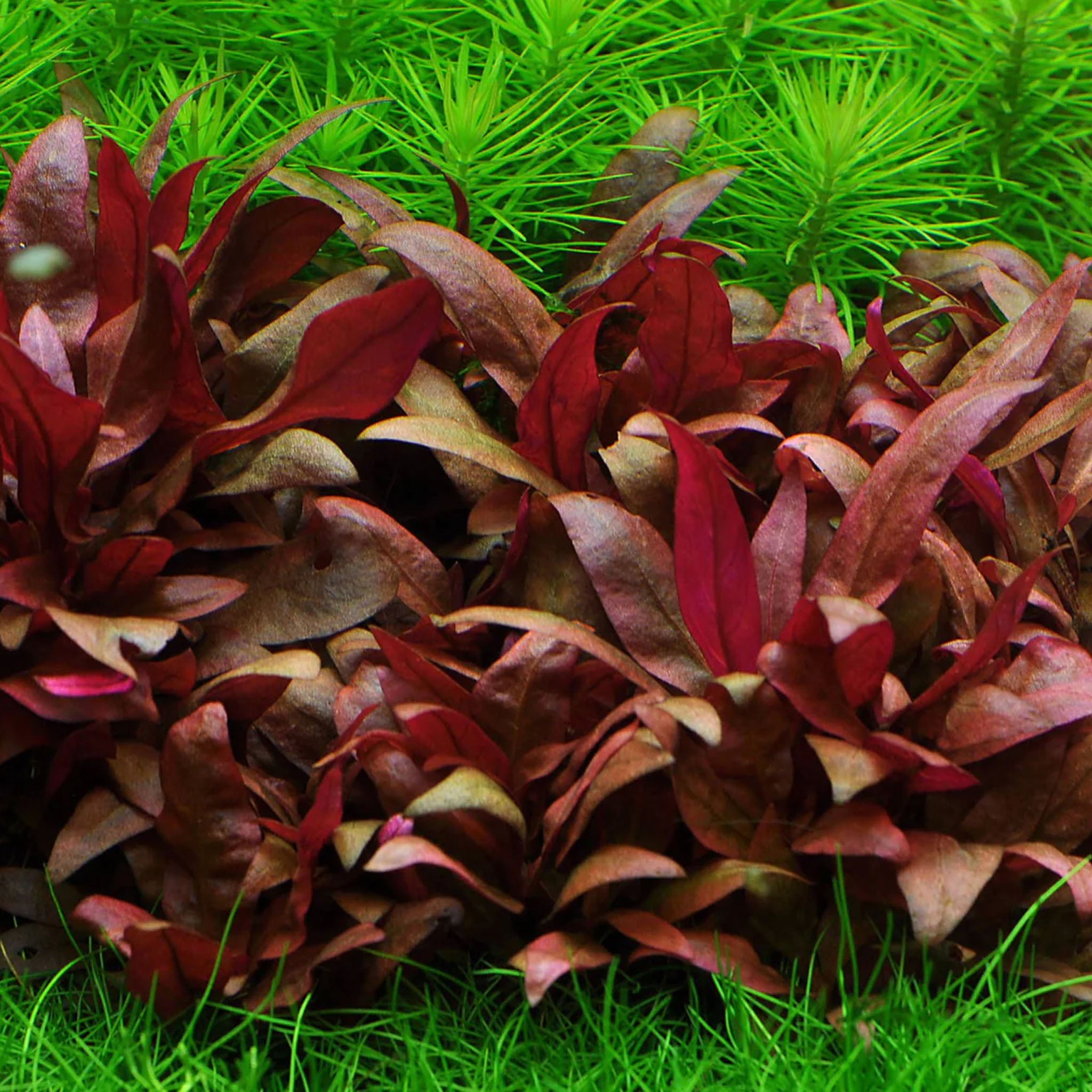 Alternanthera-reineckii-Mini_im_Aquarium