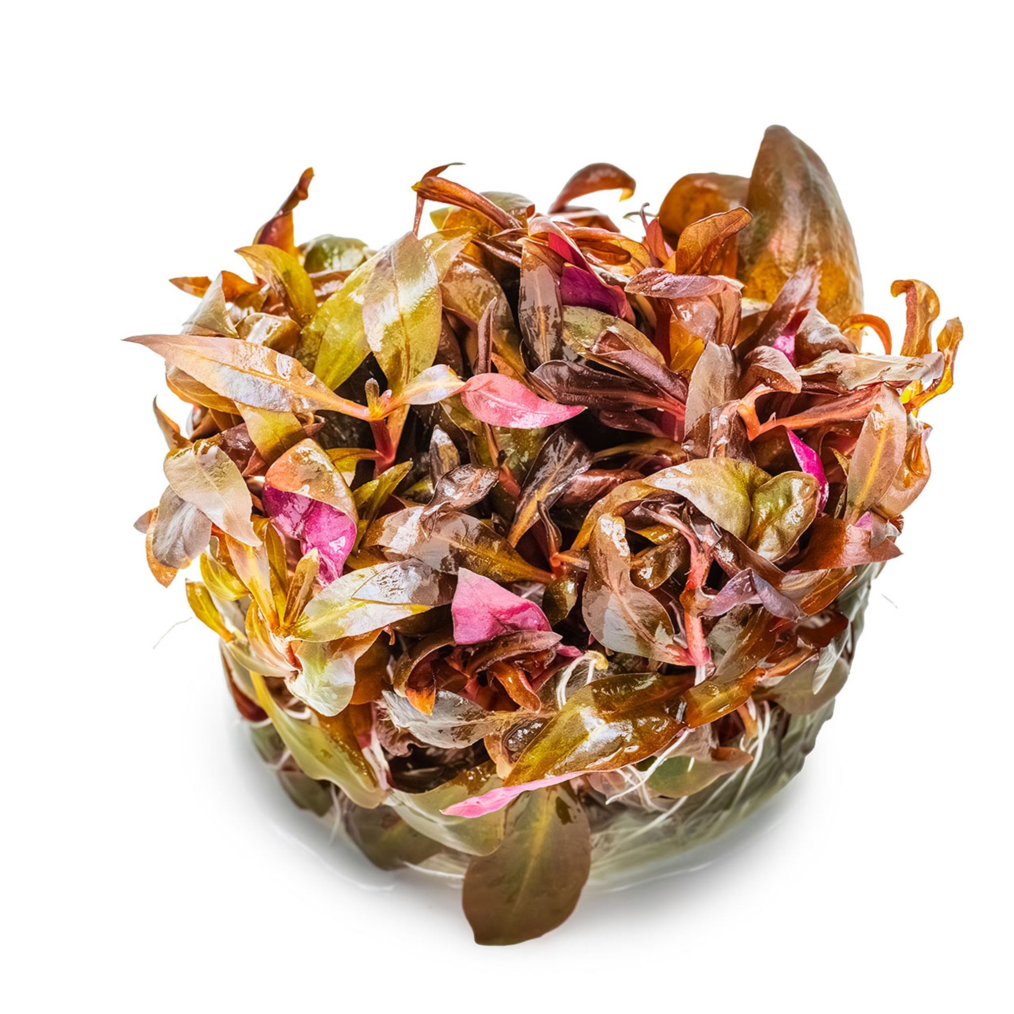 Alternanthera-reineckii-Mini_ohne_Becher