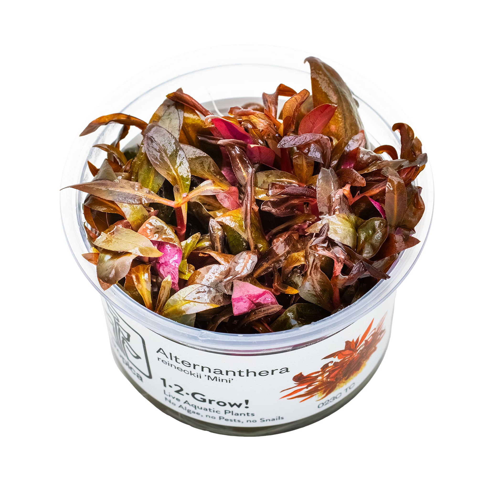 Alternanthera-reineckii-_Mini_Wasserpflanze