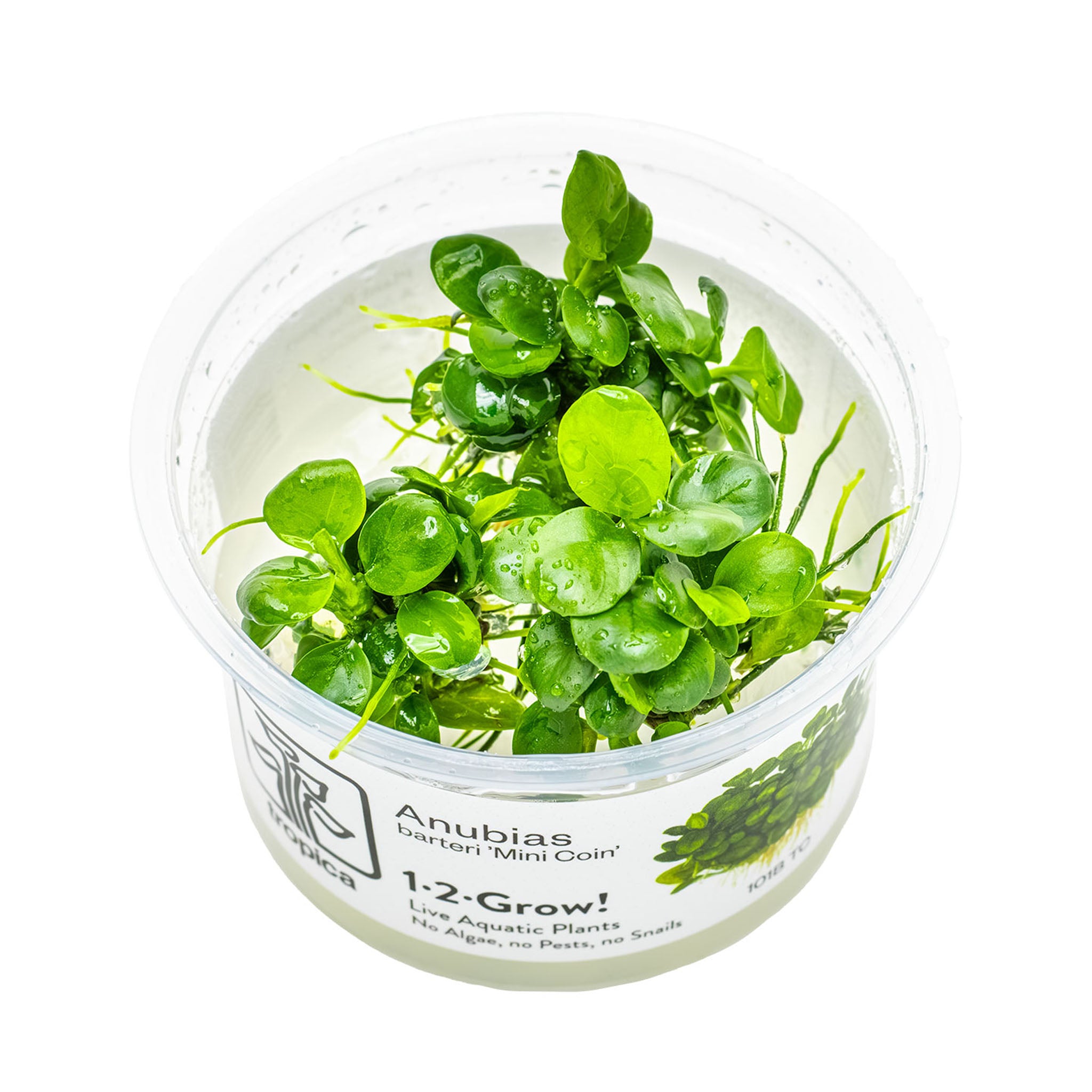 Anubias-barteri-MiniCoin-Wasserpflanze