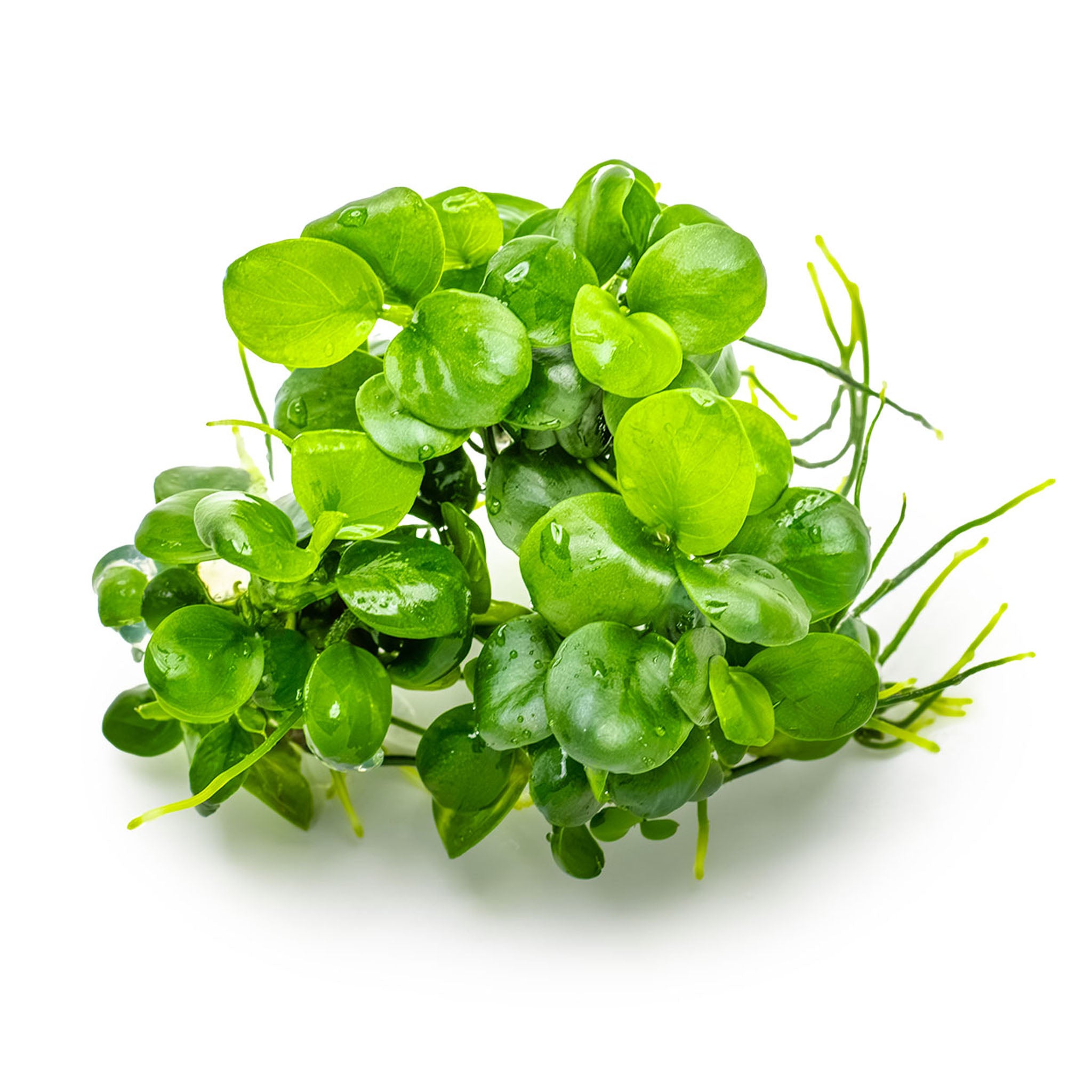 Anubias-barteri-MiniCoin-_ohne_Becher