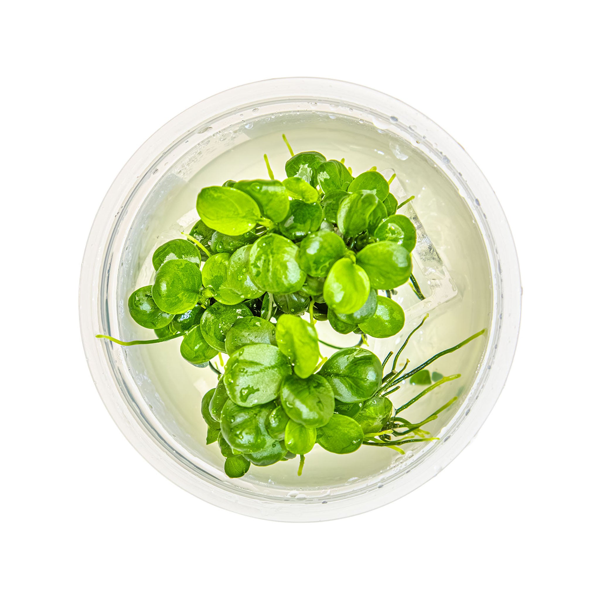 Anubias-barteri-MiniCoin-_von_oben