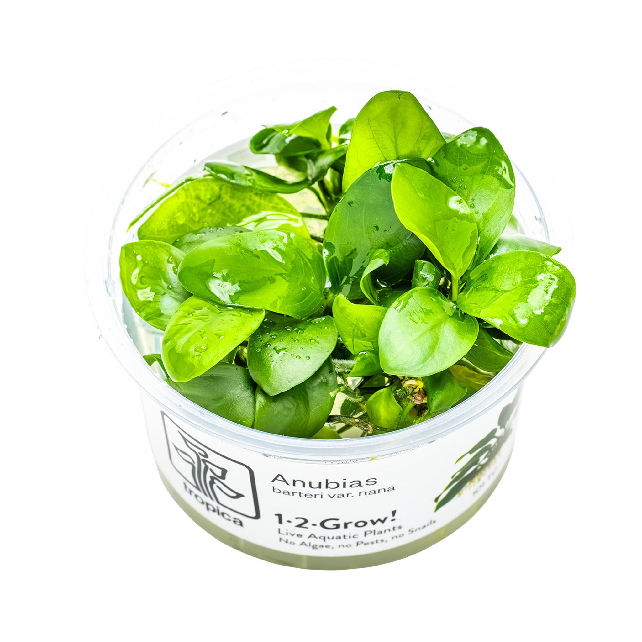 Anubias-barteri-nana_Wasserpflanze