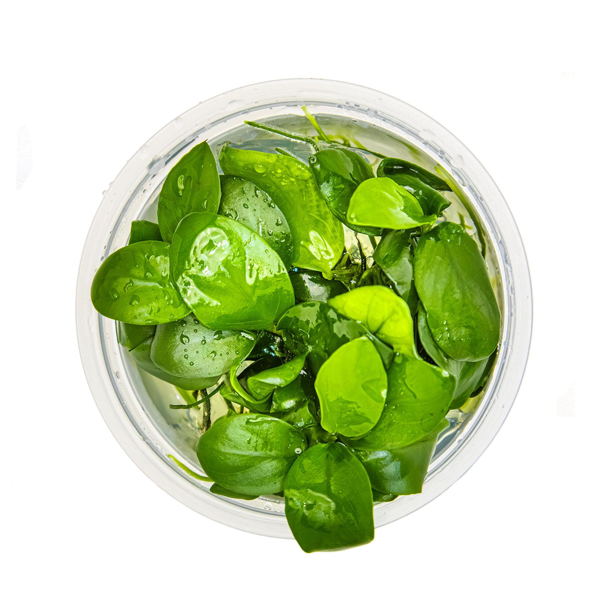 Anubias-barteri-nana_von_oben