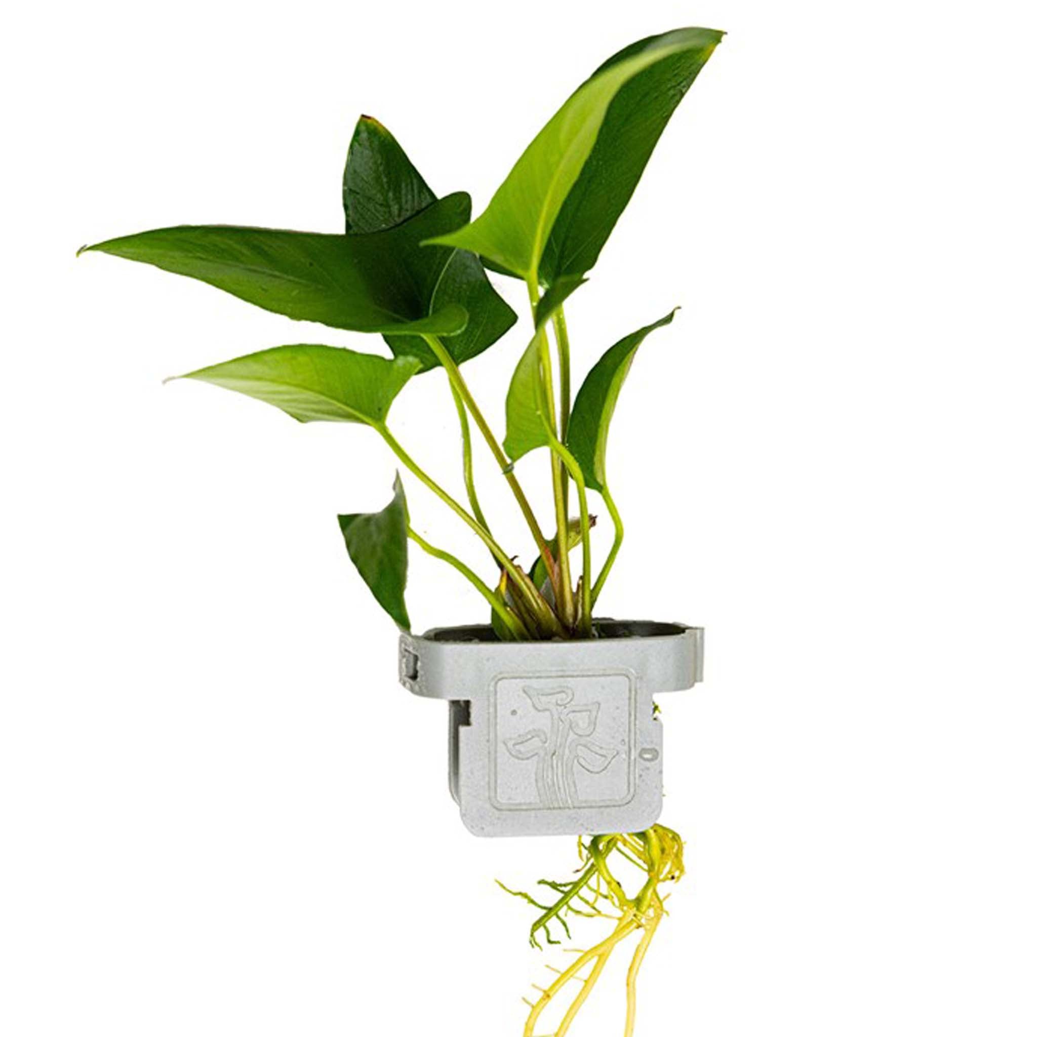 Anubias gracilis Clip