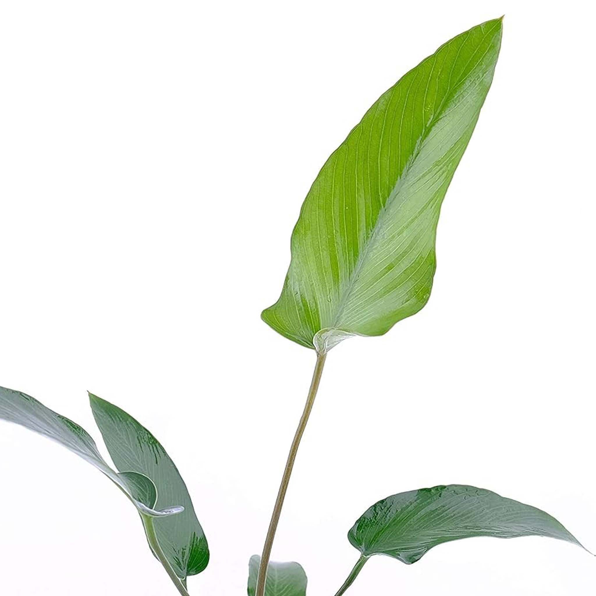 Anubias gracilis Clip