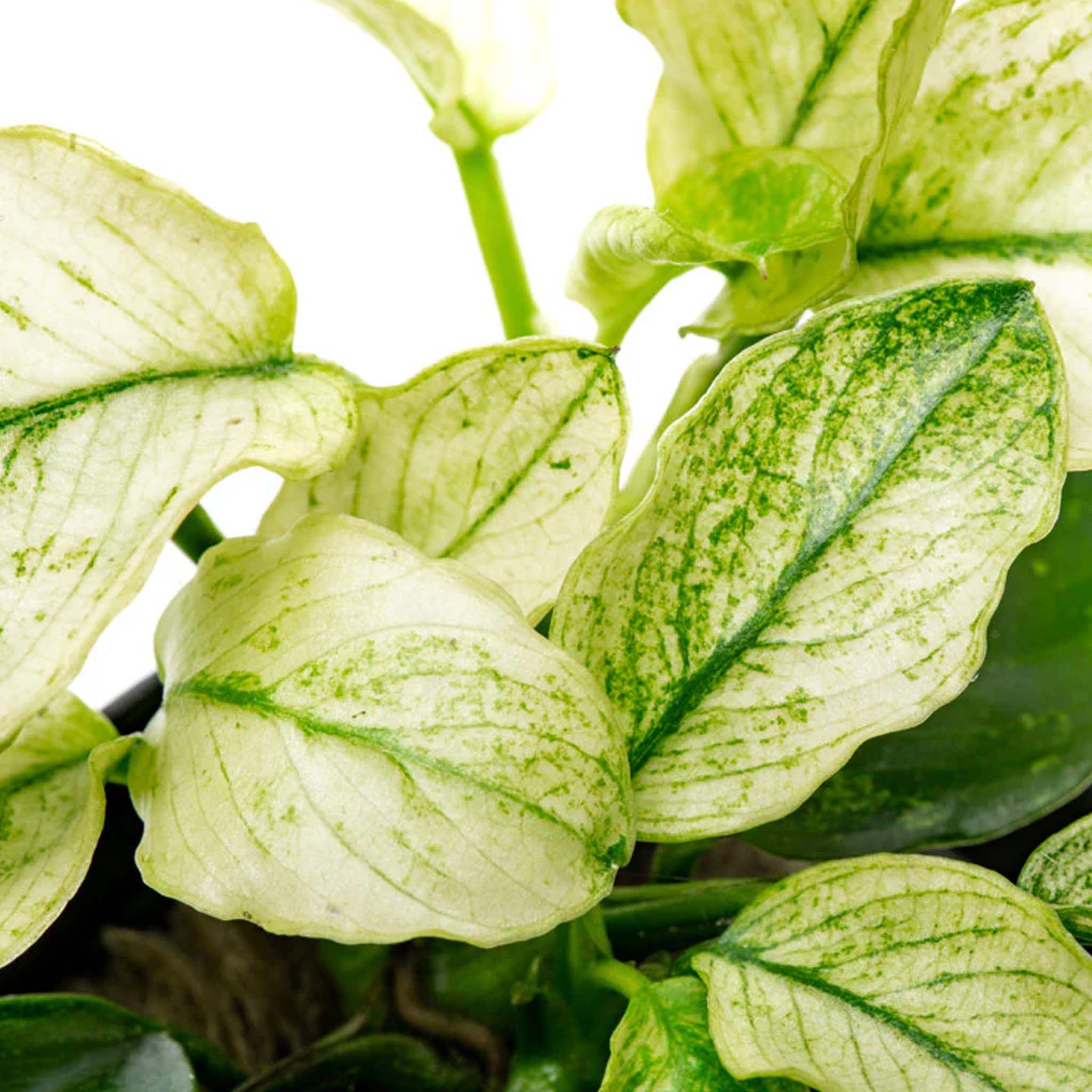 Anubias barteri var. nana ’Pinto’