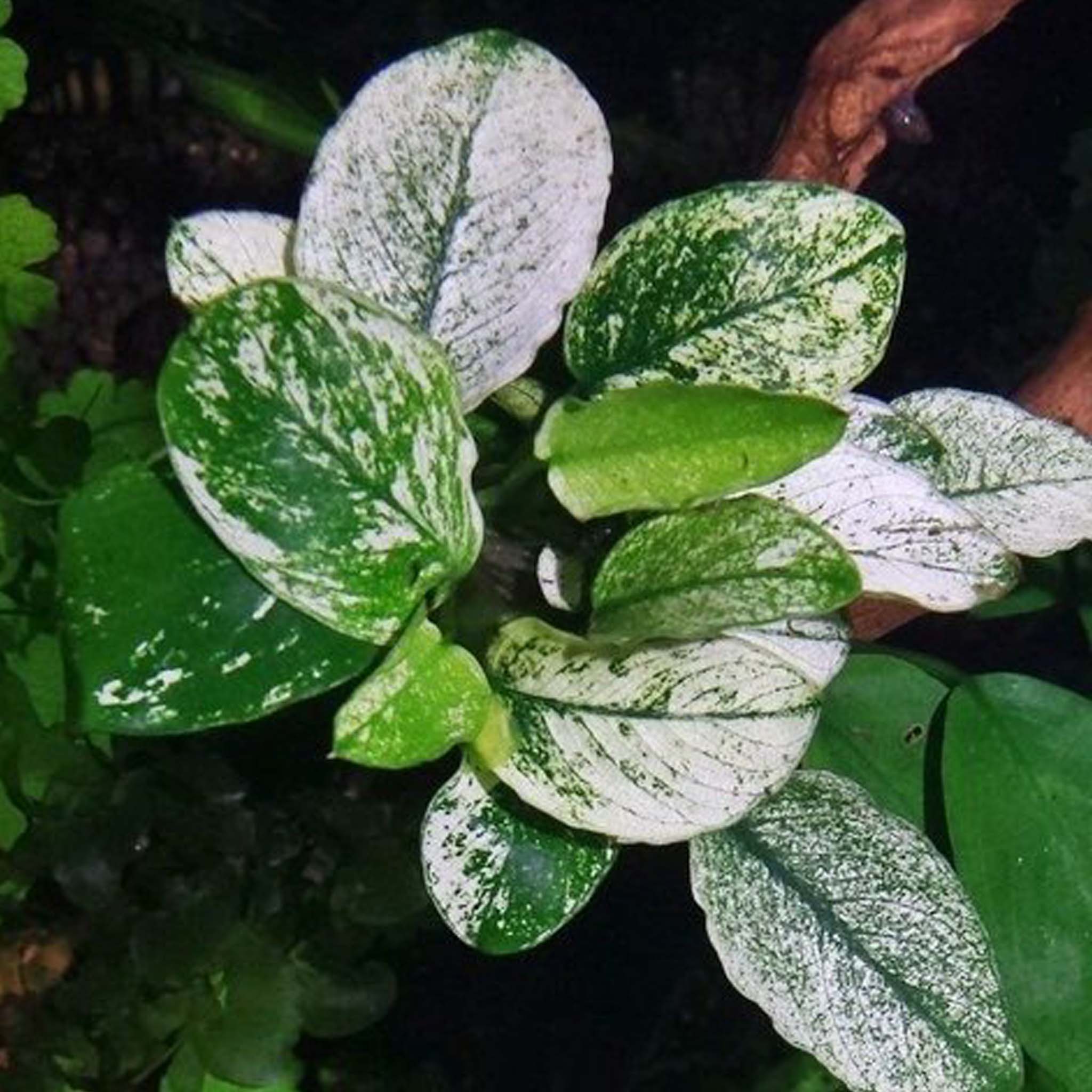 Anubias barteri var. nana ’Pinto’