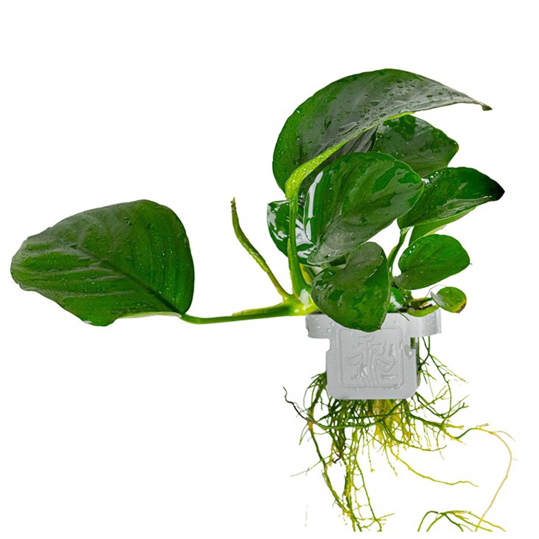 Anubias barteri caladiifolia