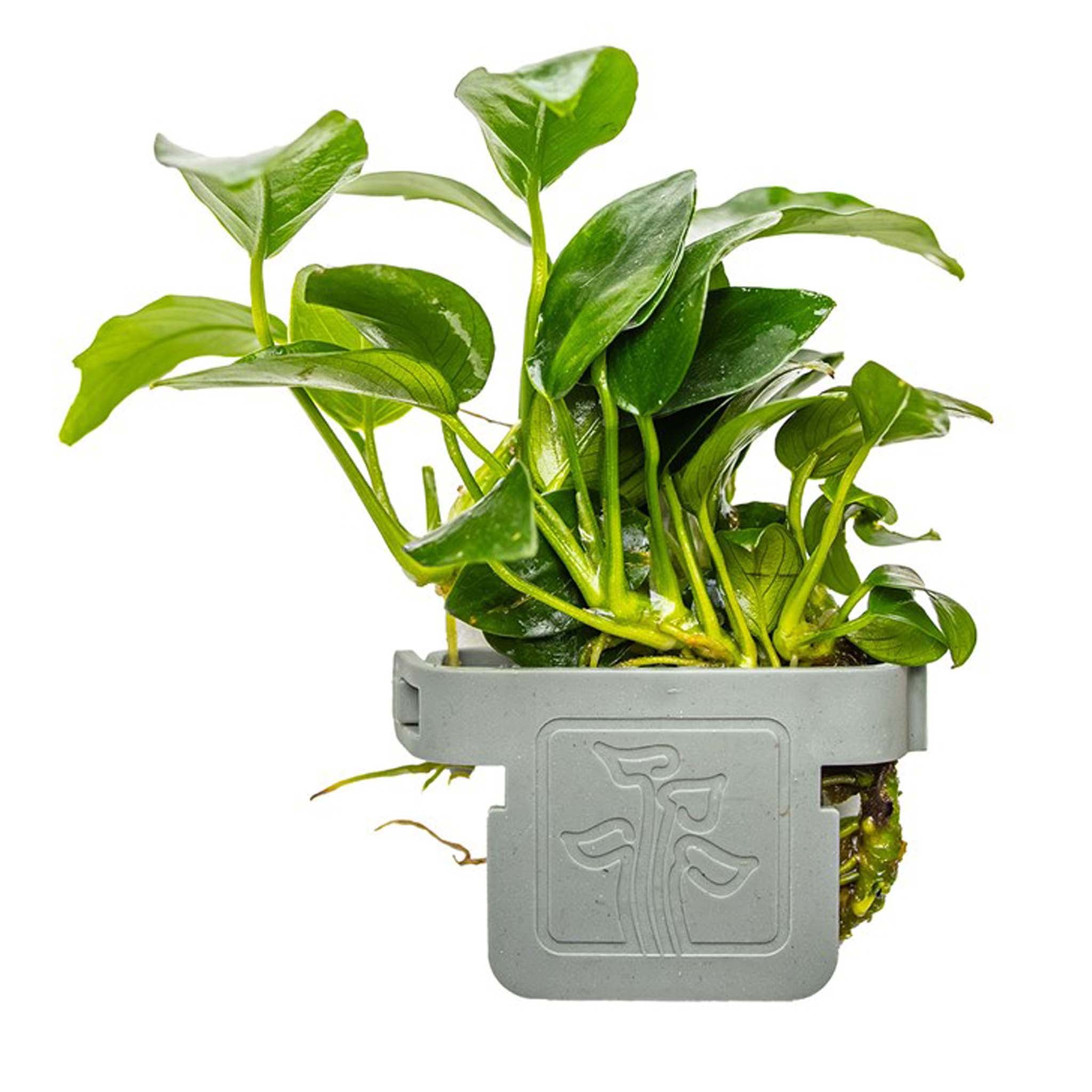 Anubias barteri 'Petite'