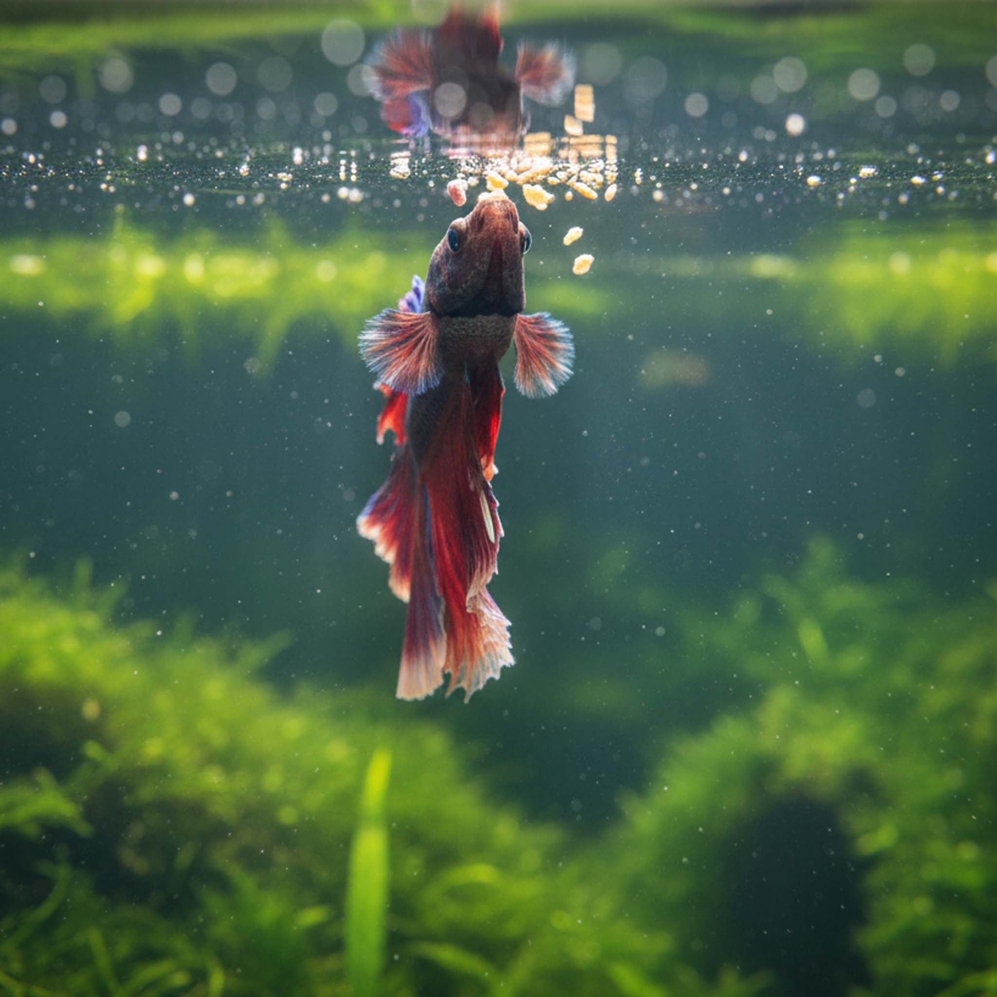 Betta Spezialfutter