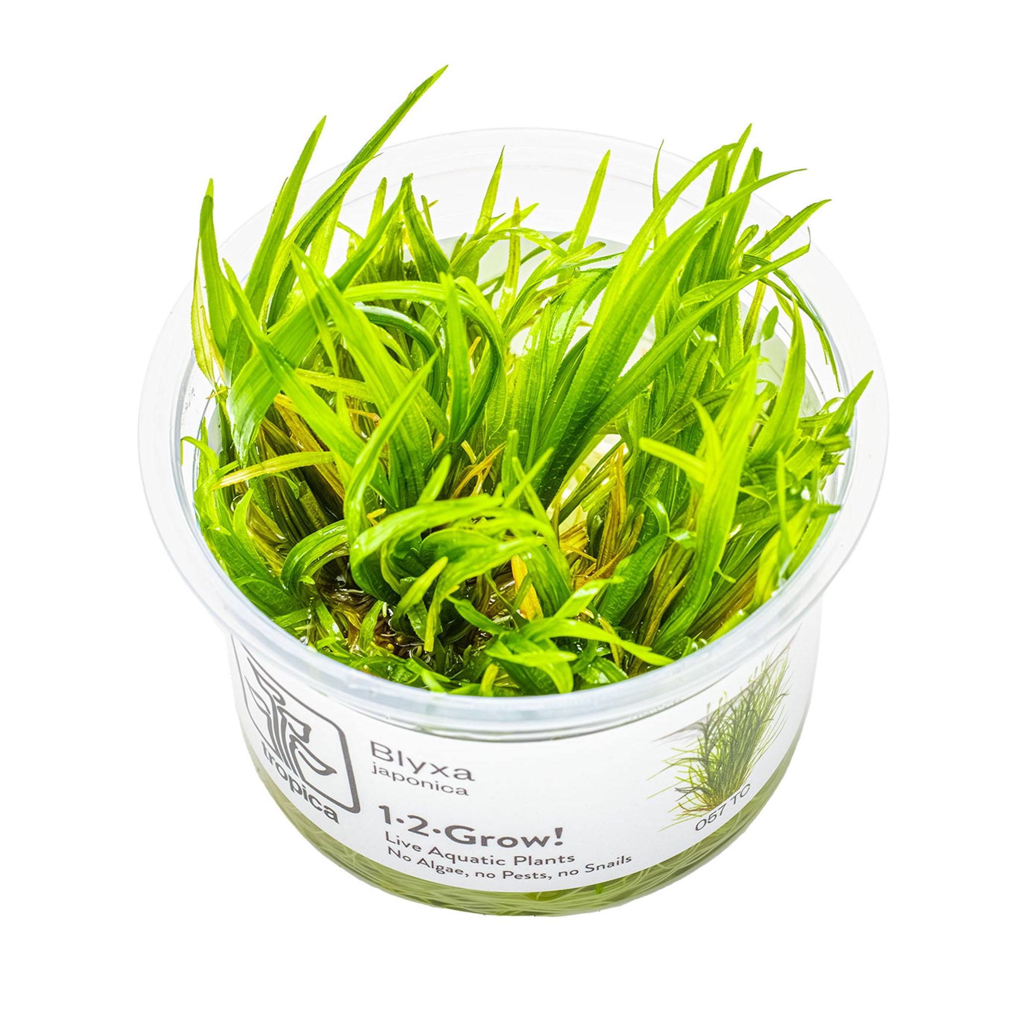 Blyxajaponica_Wasserpflanze