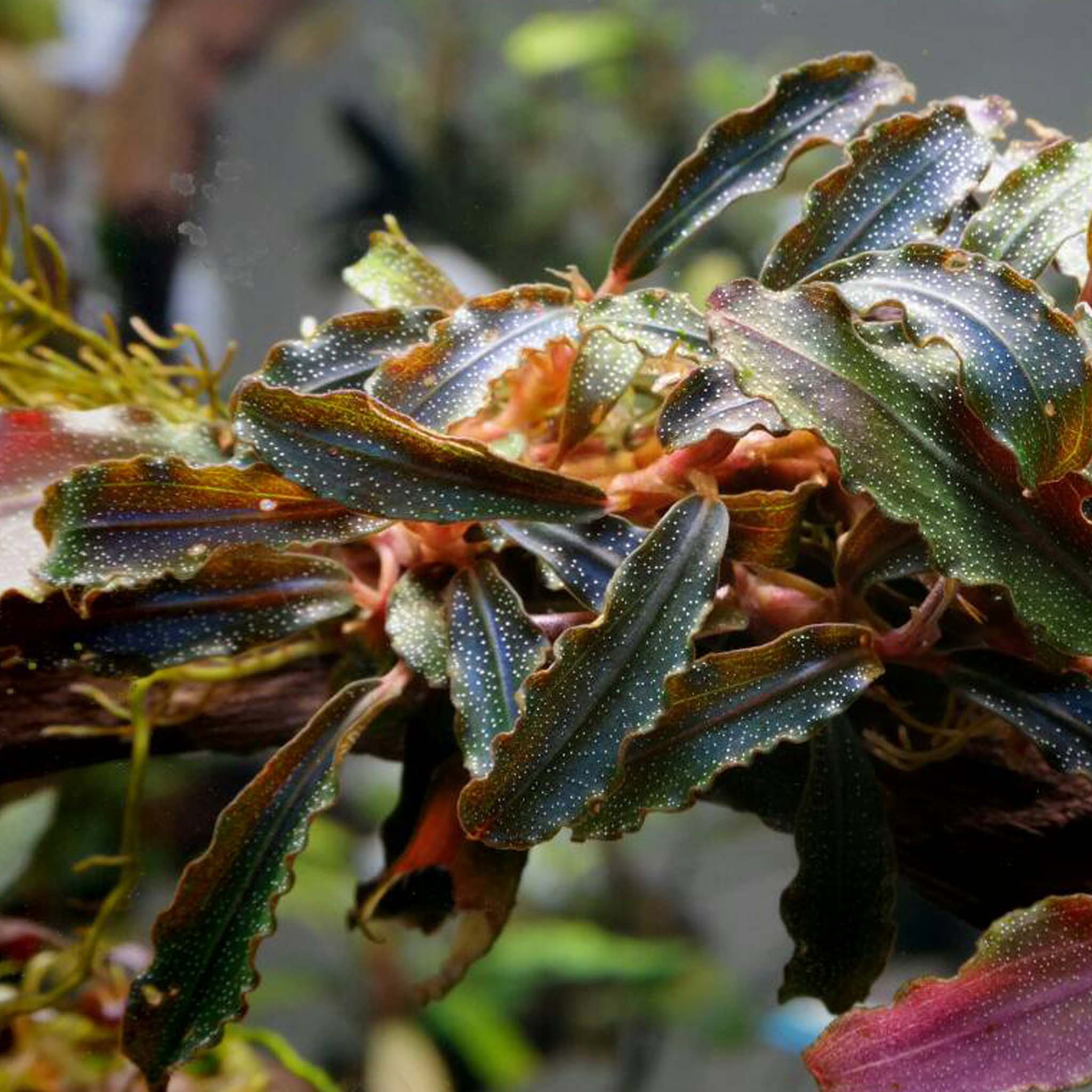 Bucephalandra 'Kedagang' Clip