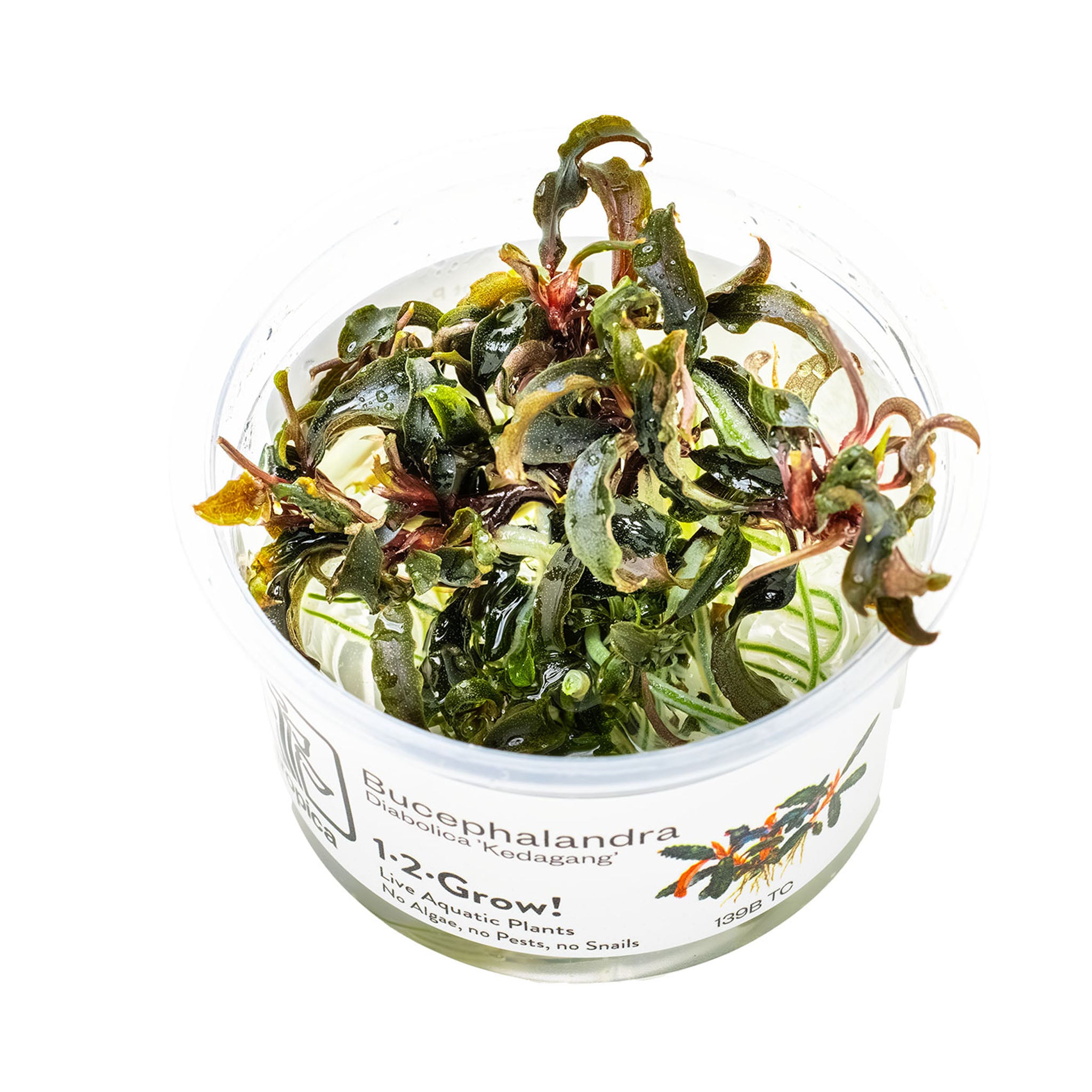 Bucephalandra_Kedagang_Wasserpflanze