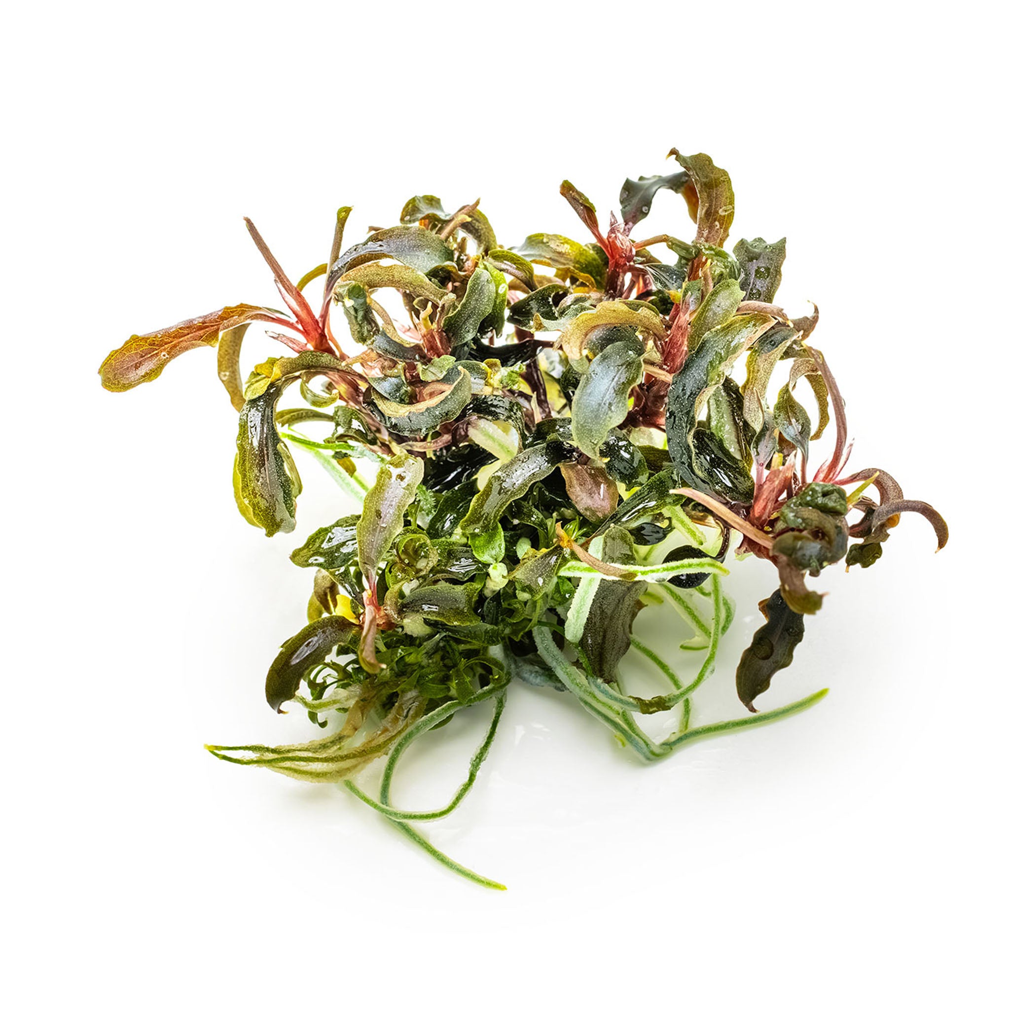 Bucephalandra_Kedagang_ohne_Becher