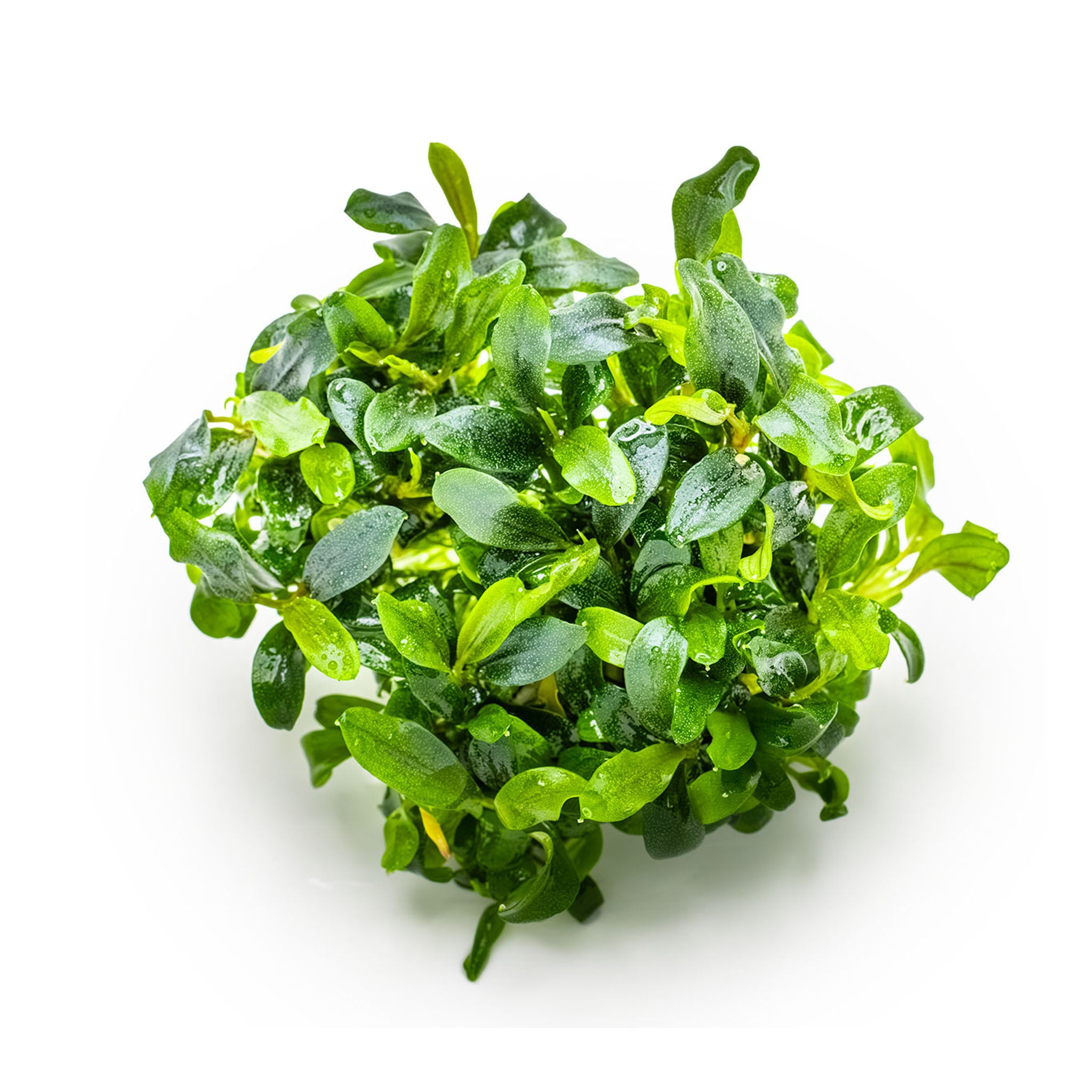 Bucephalandra_Needle_Leaf_ohne_Becher