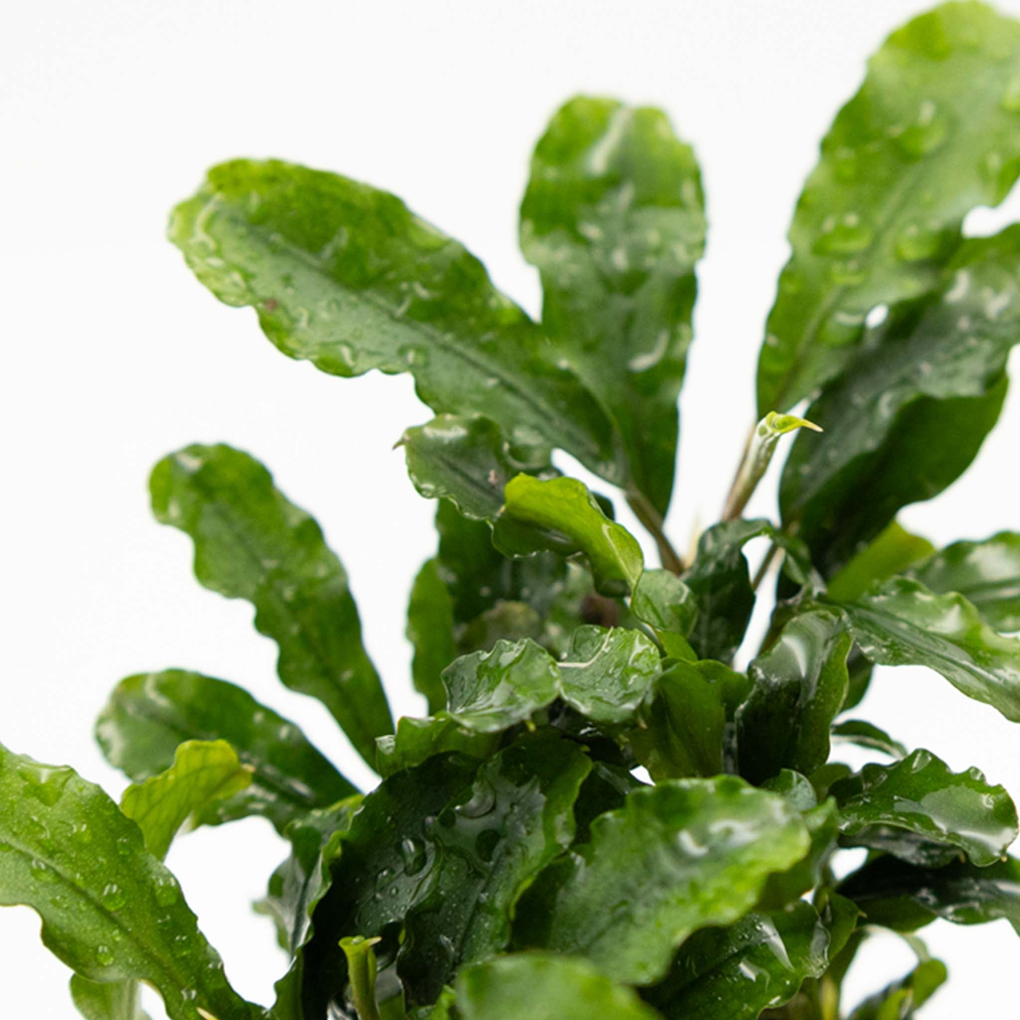 Bucephalandra pygmaea 'Bukit Kelam' Clip