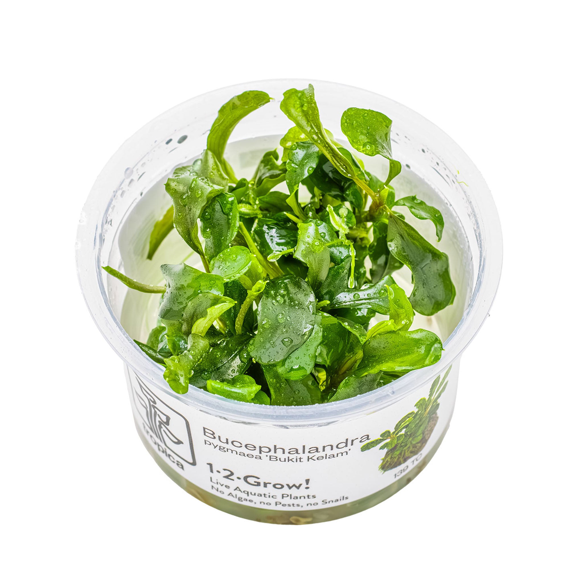 Bucephalandra_pygmaea_Wasserpflanze