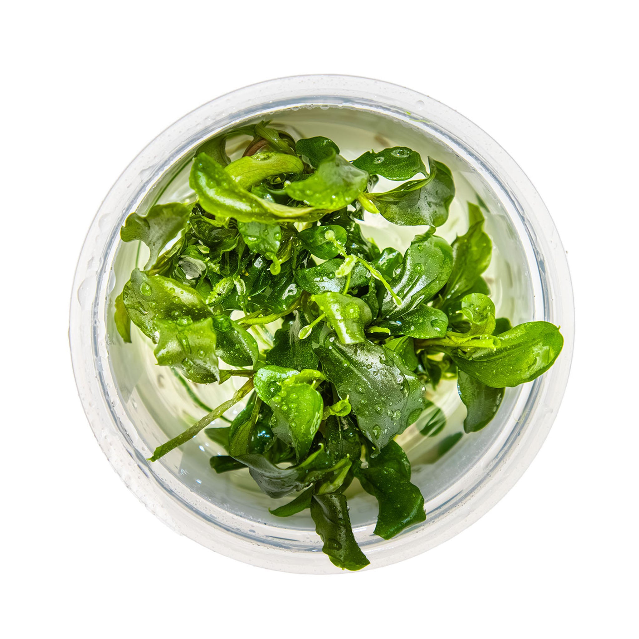Bucephalandra_pygmaea_von_oben