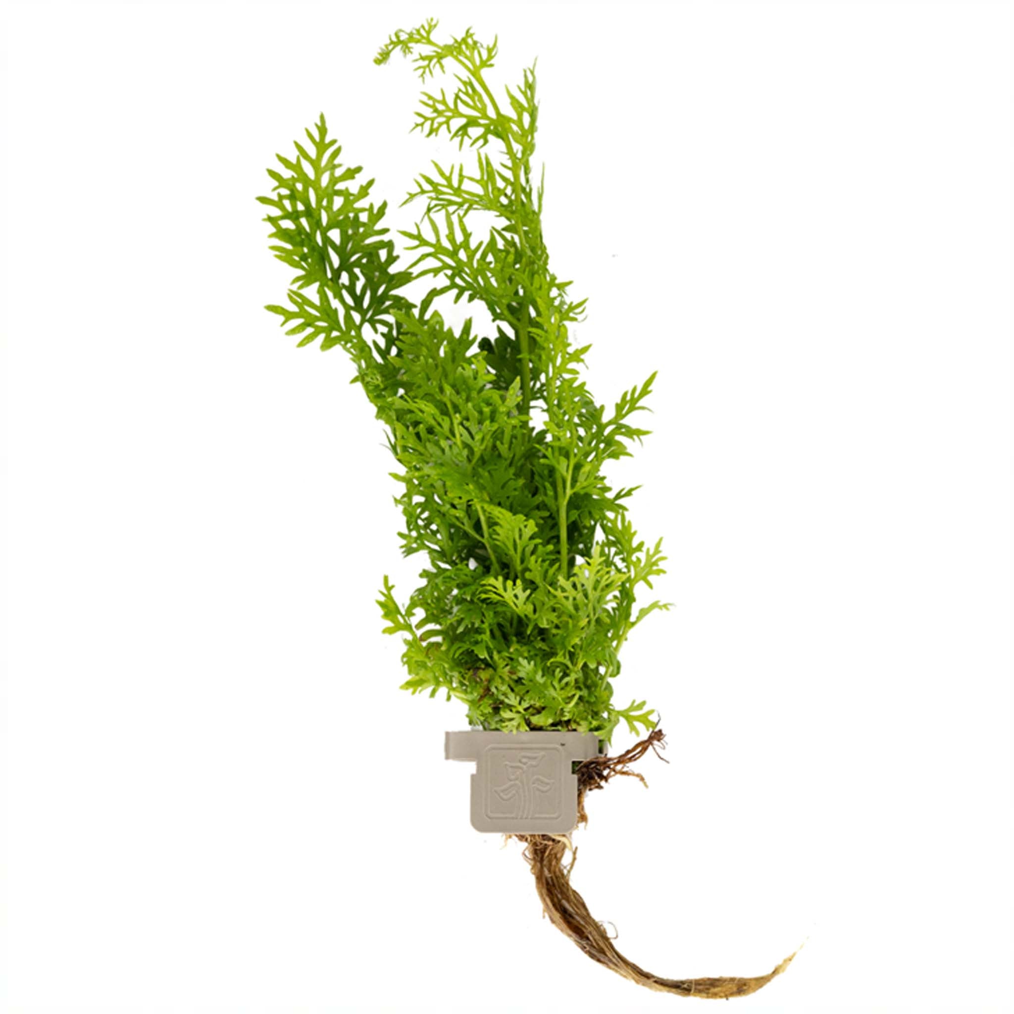 Ceratopteris thalictroides Clip