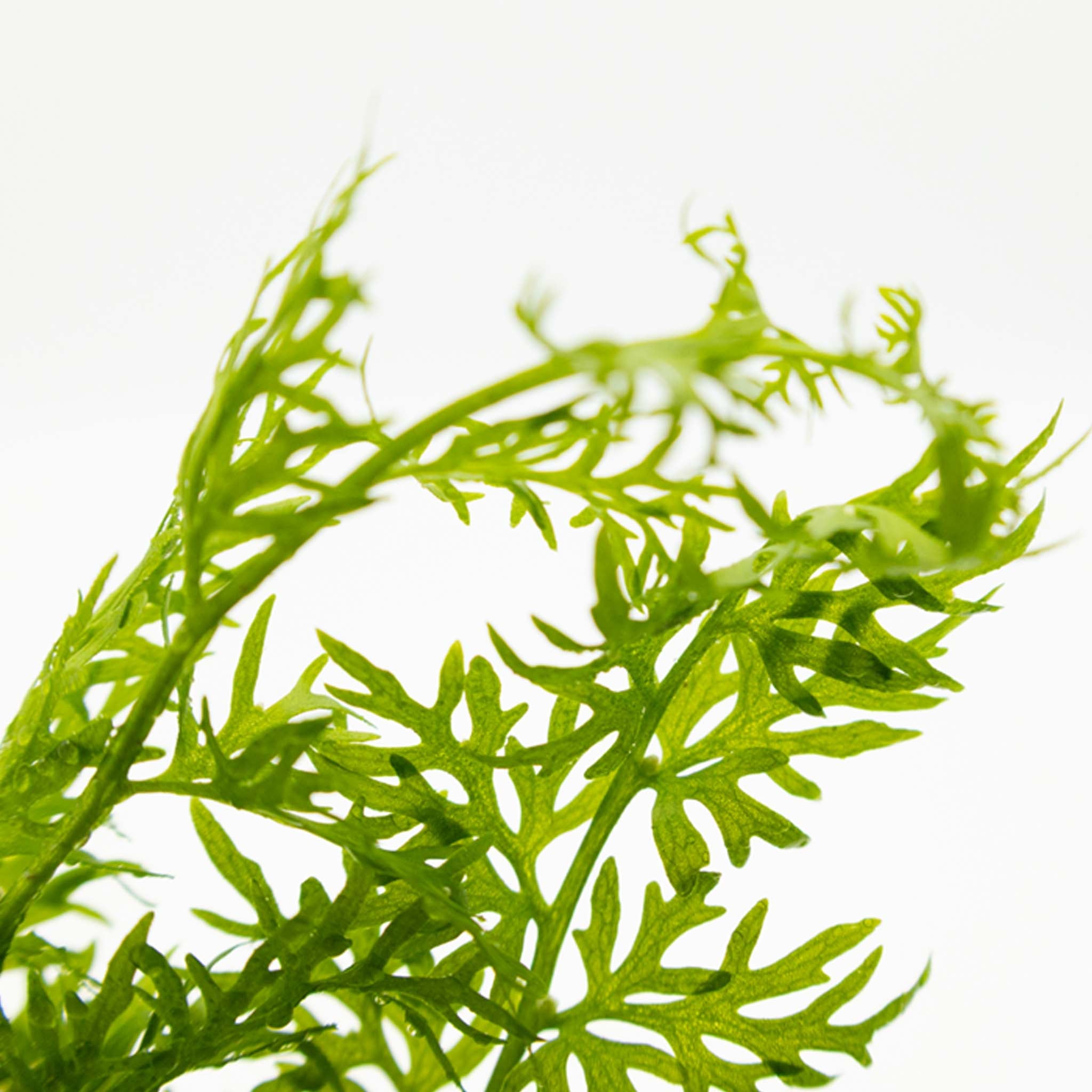 Ceratopteris thalictroides Clip