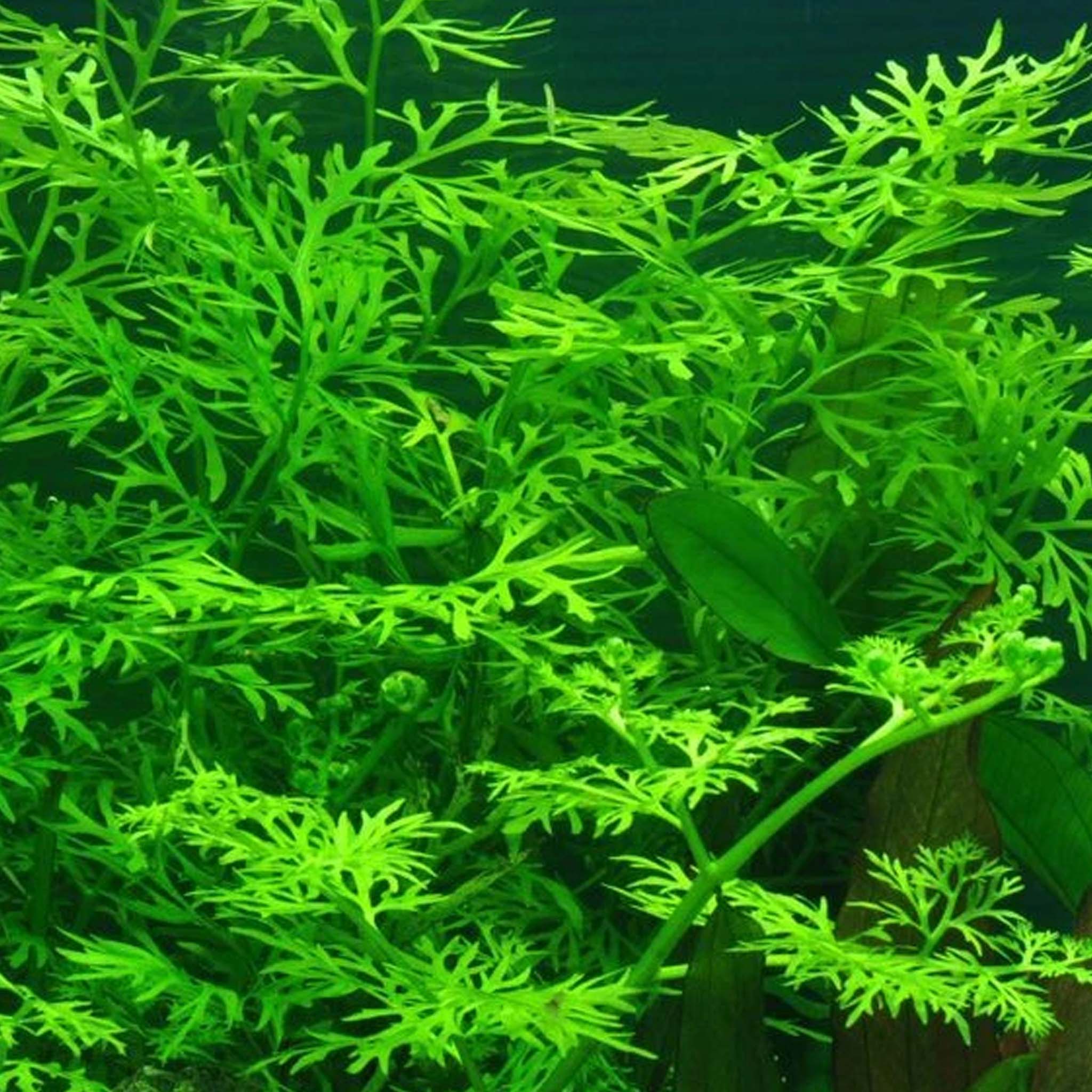 Ceratopteris thalictroides Clip