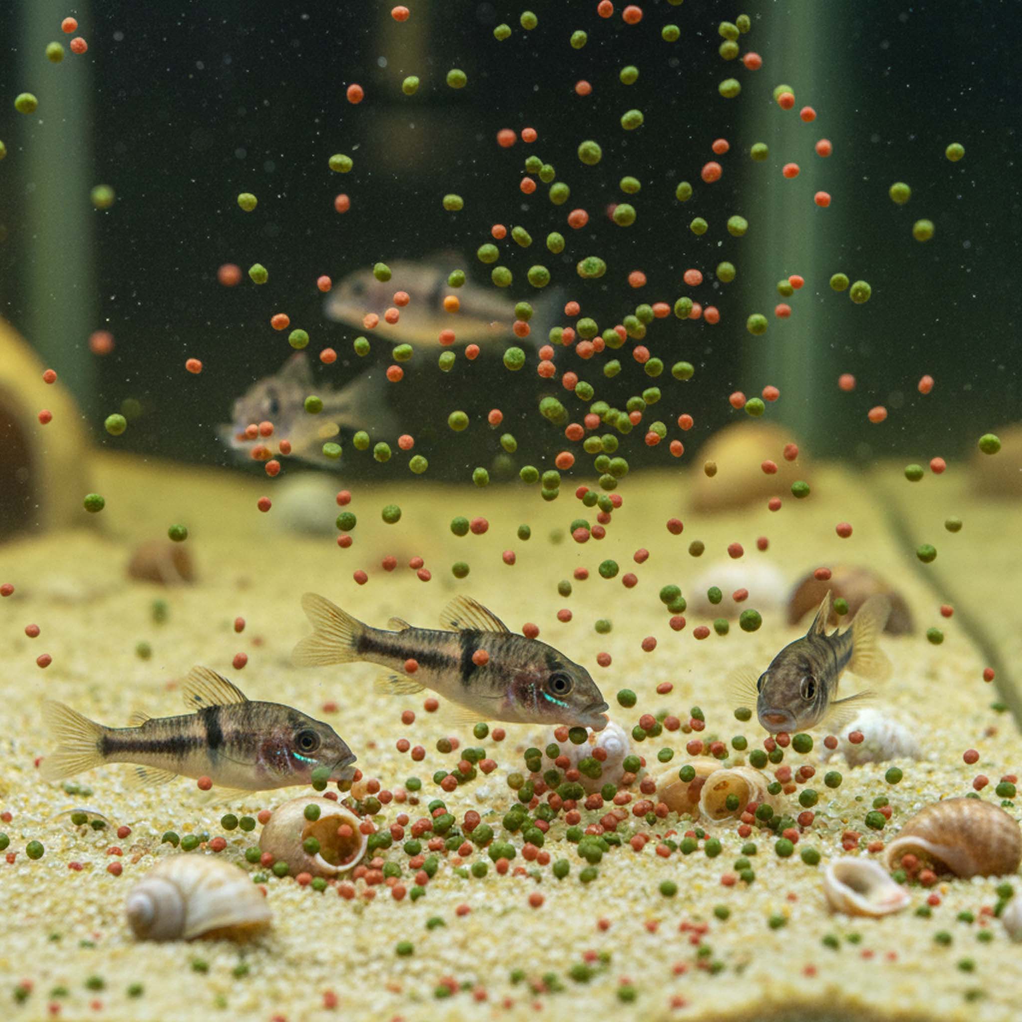 Tropical CICHLID GRAN