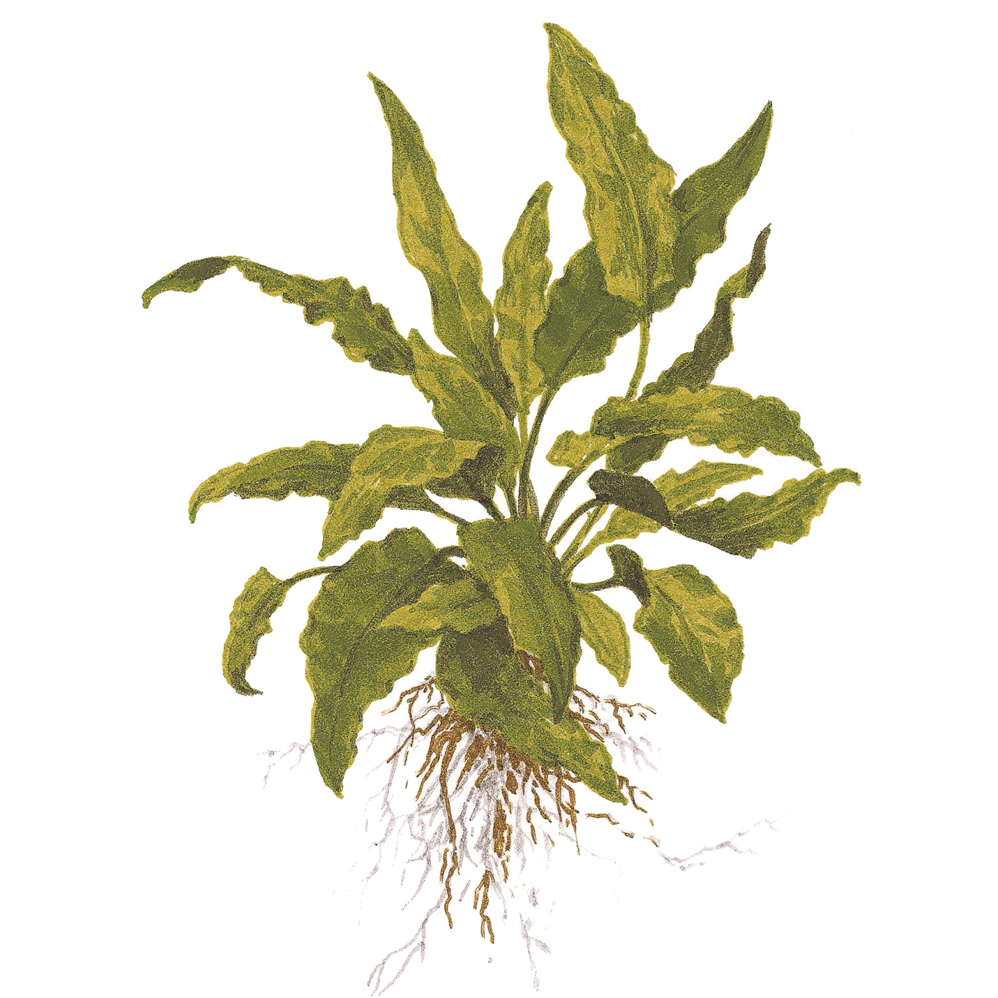 Cryptocoryne-wendtii-Green-Zeichnung