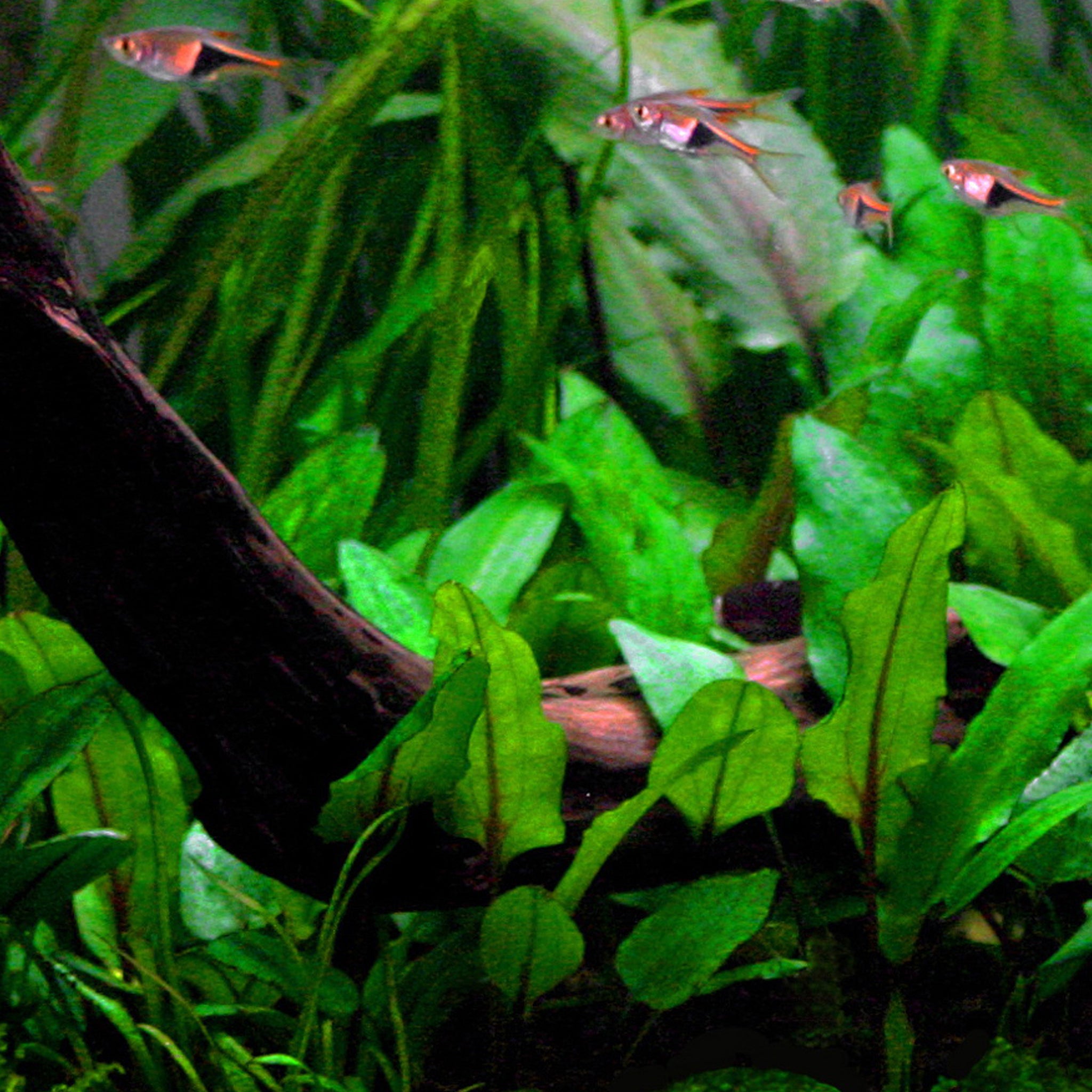 Cryptocoryne-wendtii-Green-im-Aquarium