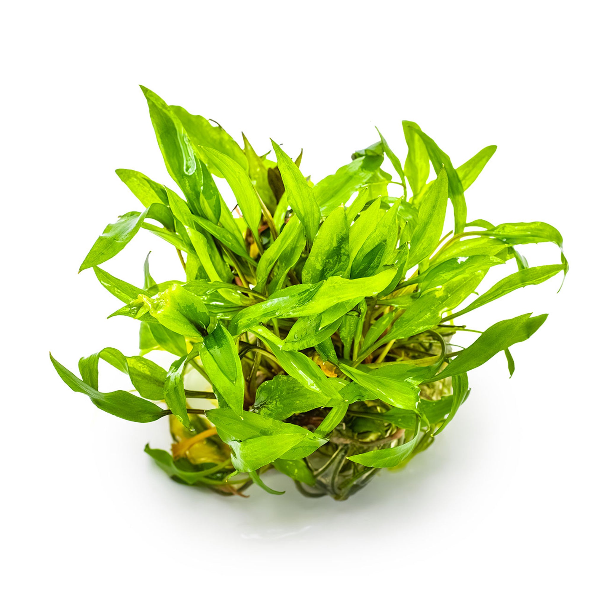 Cryptocoryne-wendtii-Green-ohne_Becher