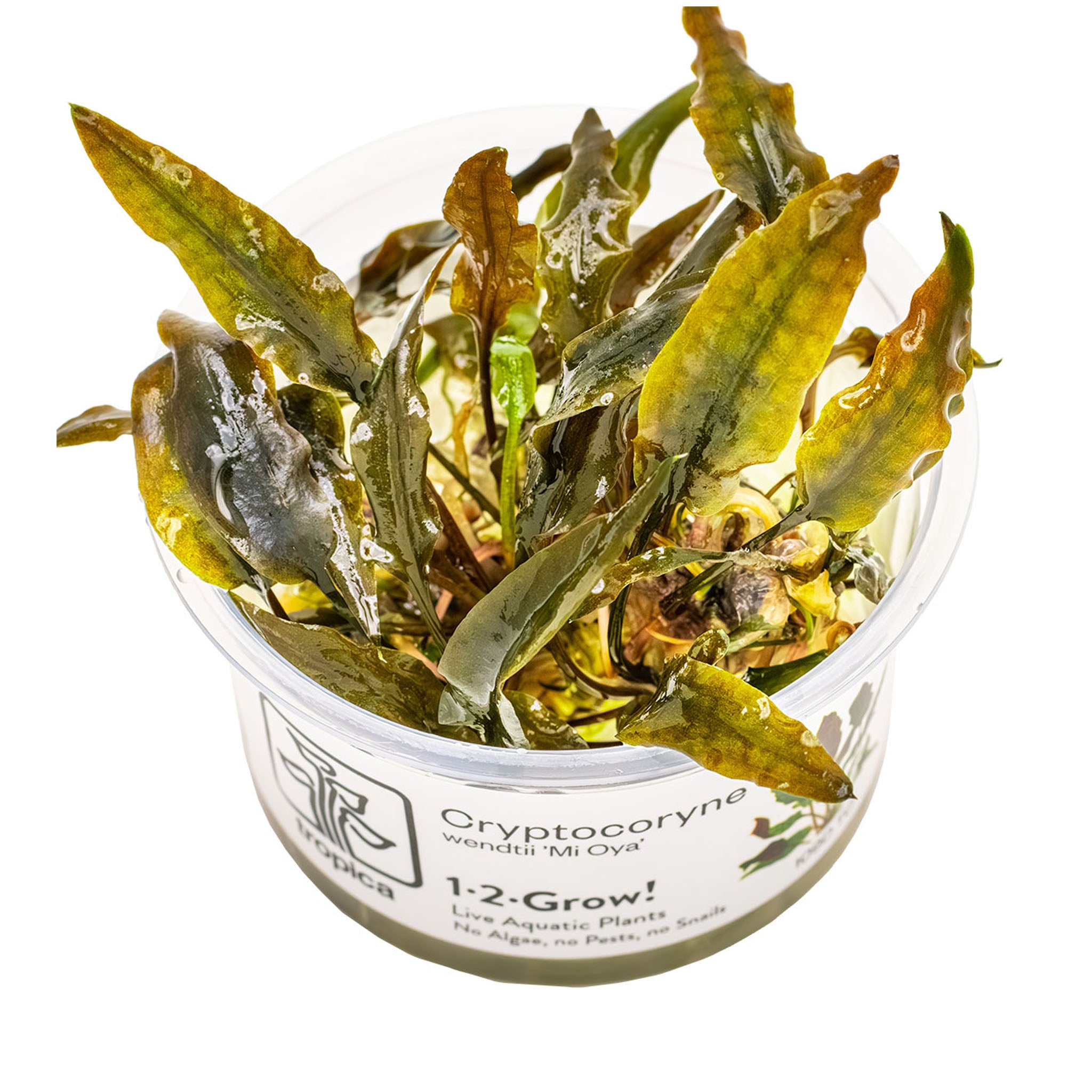 Cryptocoryne-wendtii-Mi-Oya-Wasserpflanze