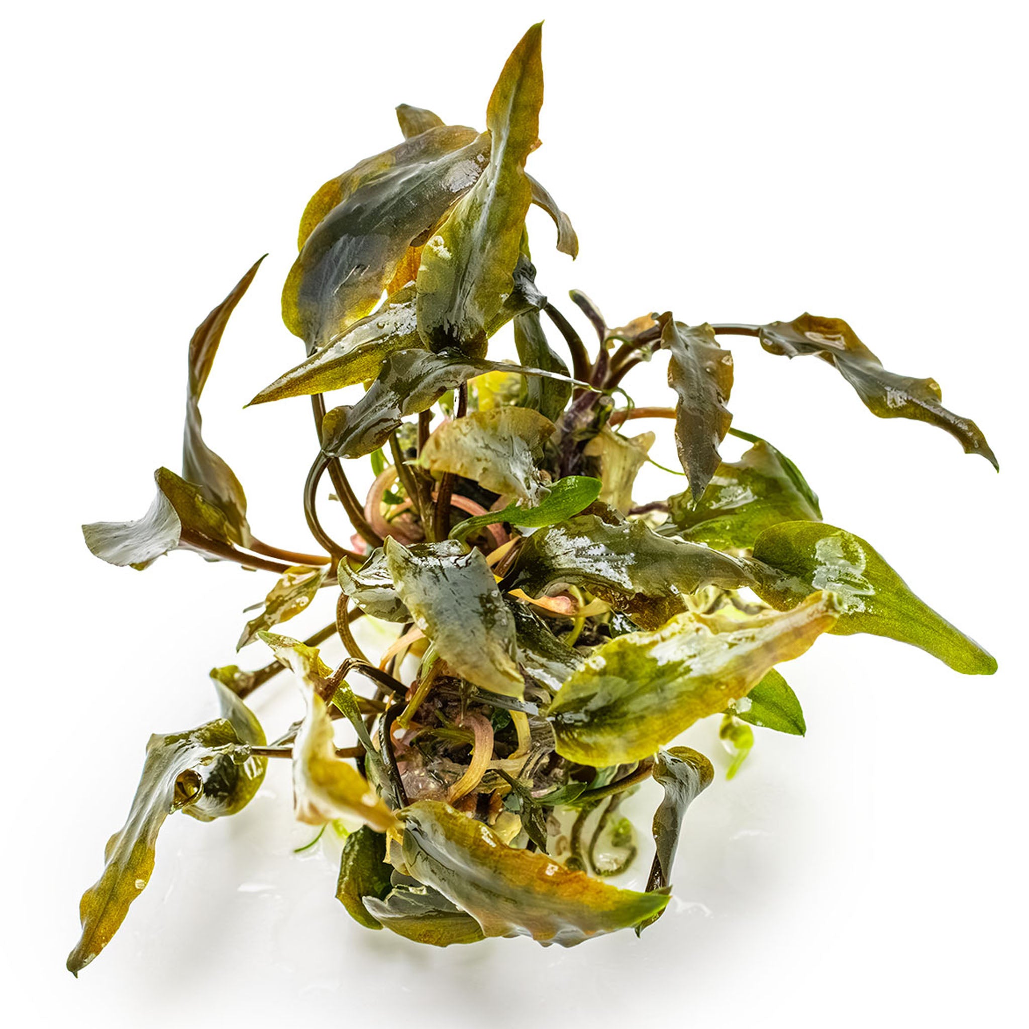 Cryptocoryne-wendtii-Mi-Oya-ohne_Becher