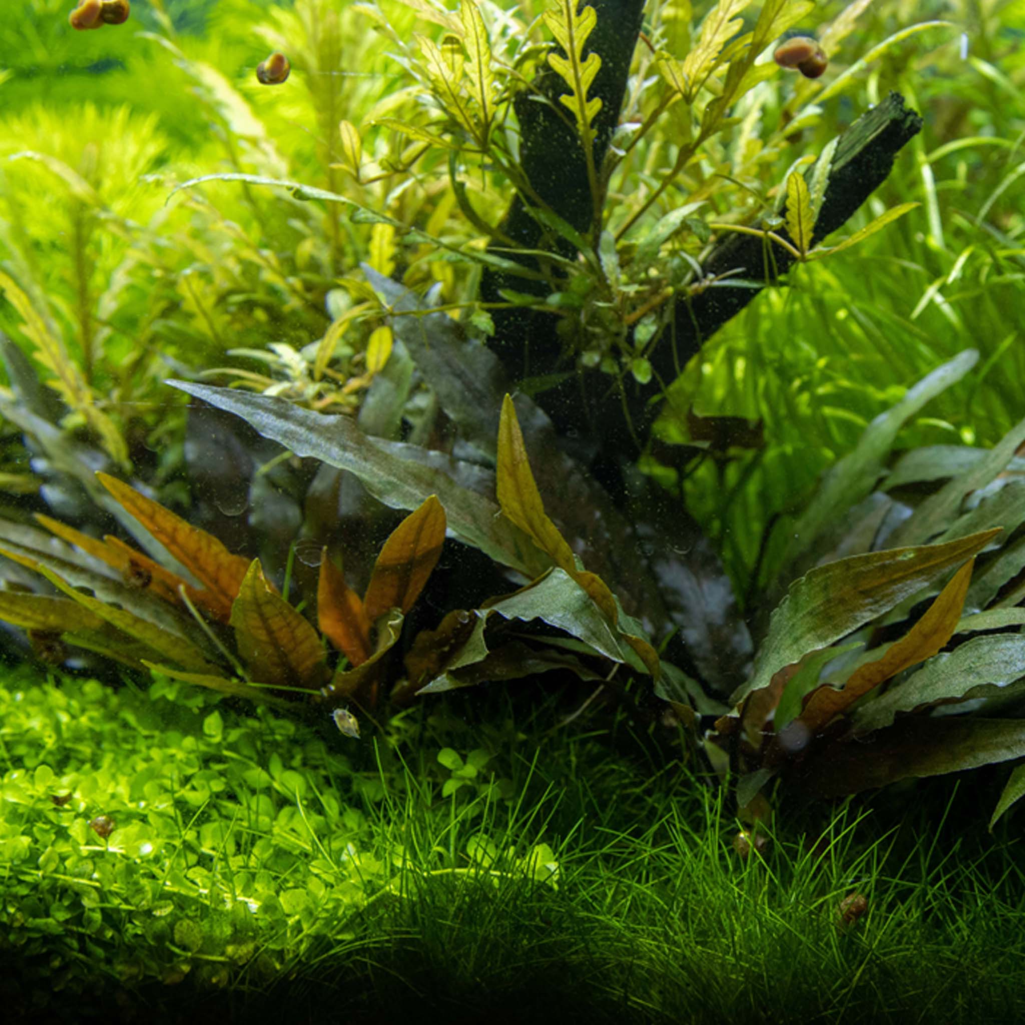 Cryptocoryne beckettii 'Petchii' Clip