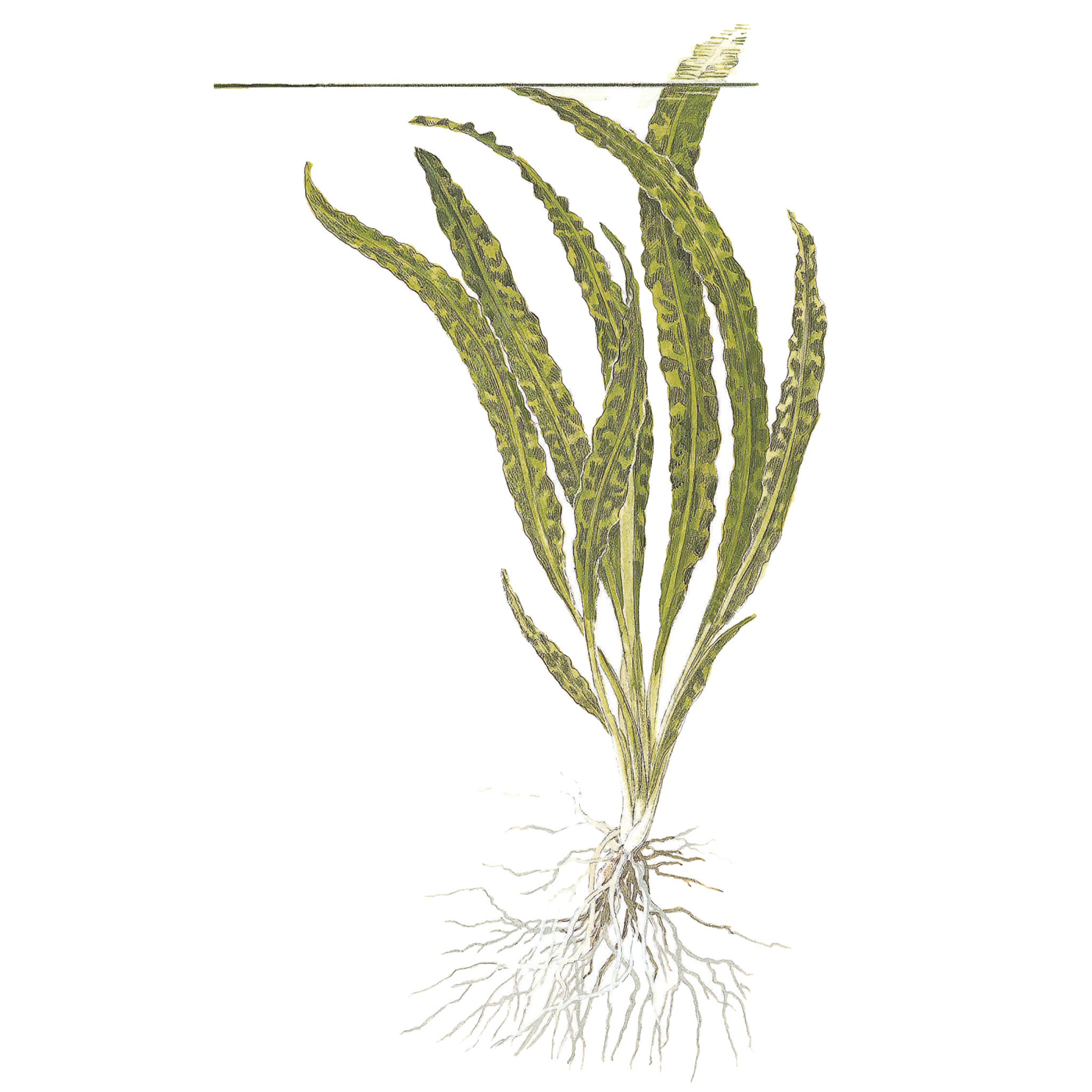 Cryptocoryne_crispatula_Zeichnung