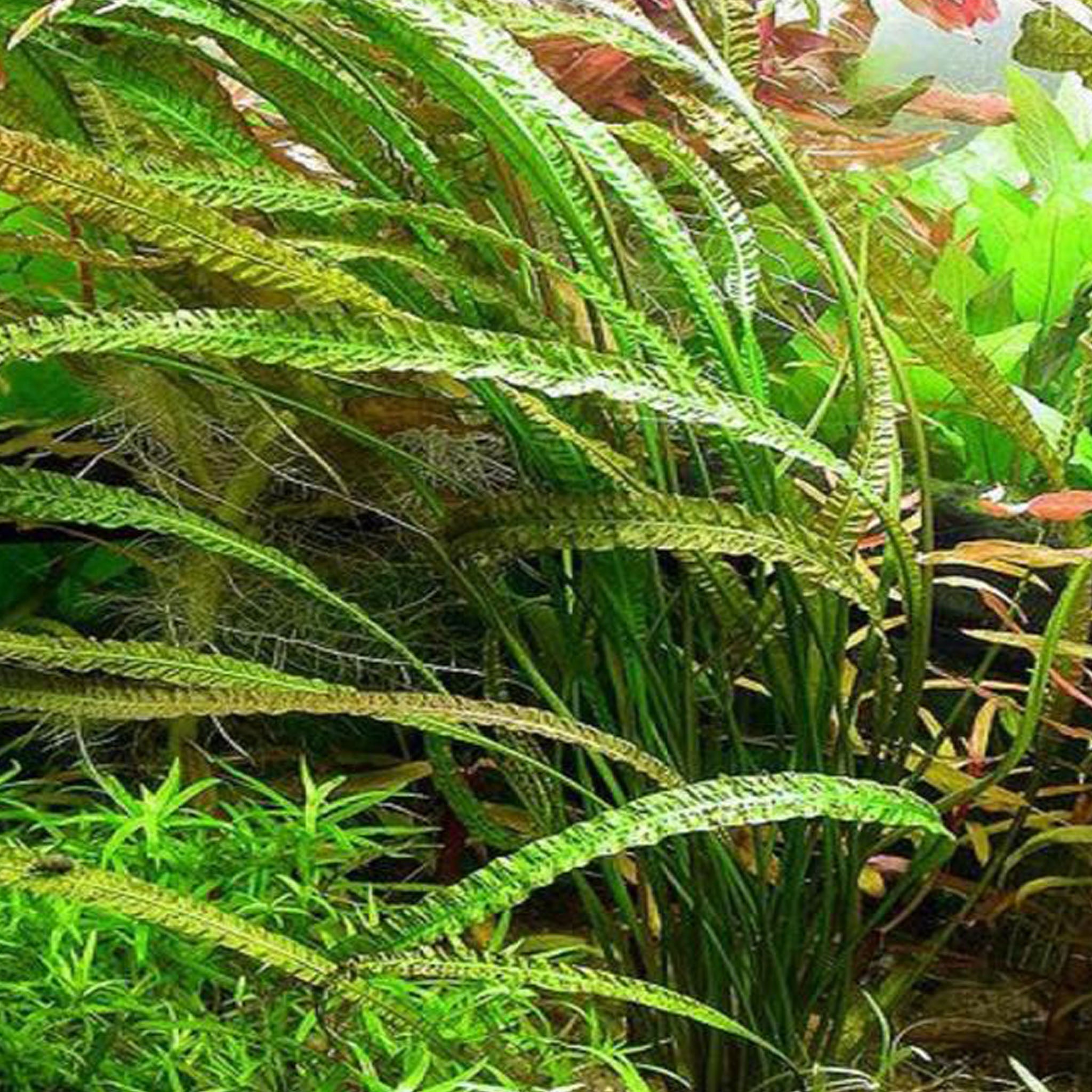 Cryptocoryne_crispatula_im_Aquarium