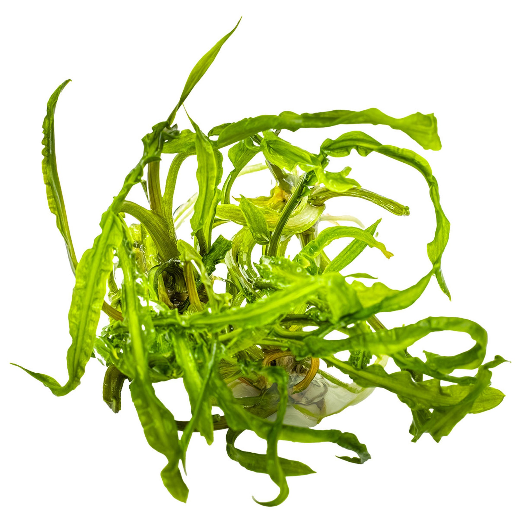 Cryptocoryne_crispatula_ohne_Becher