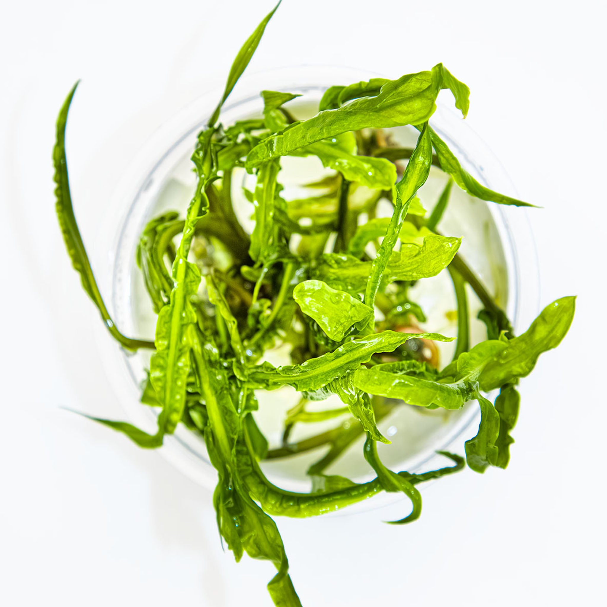 Cryptocoryne_crispatula_von_oben