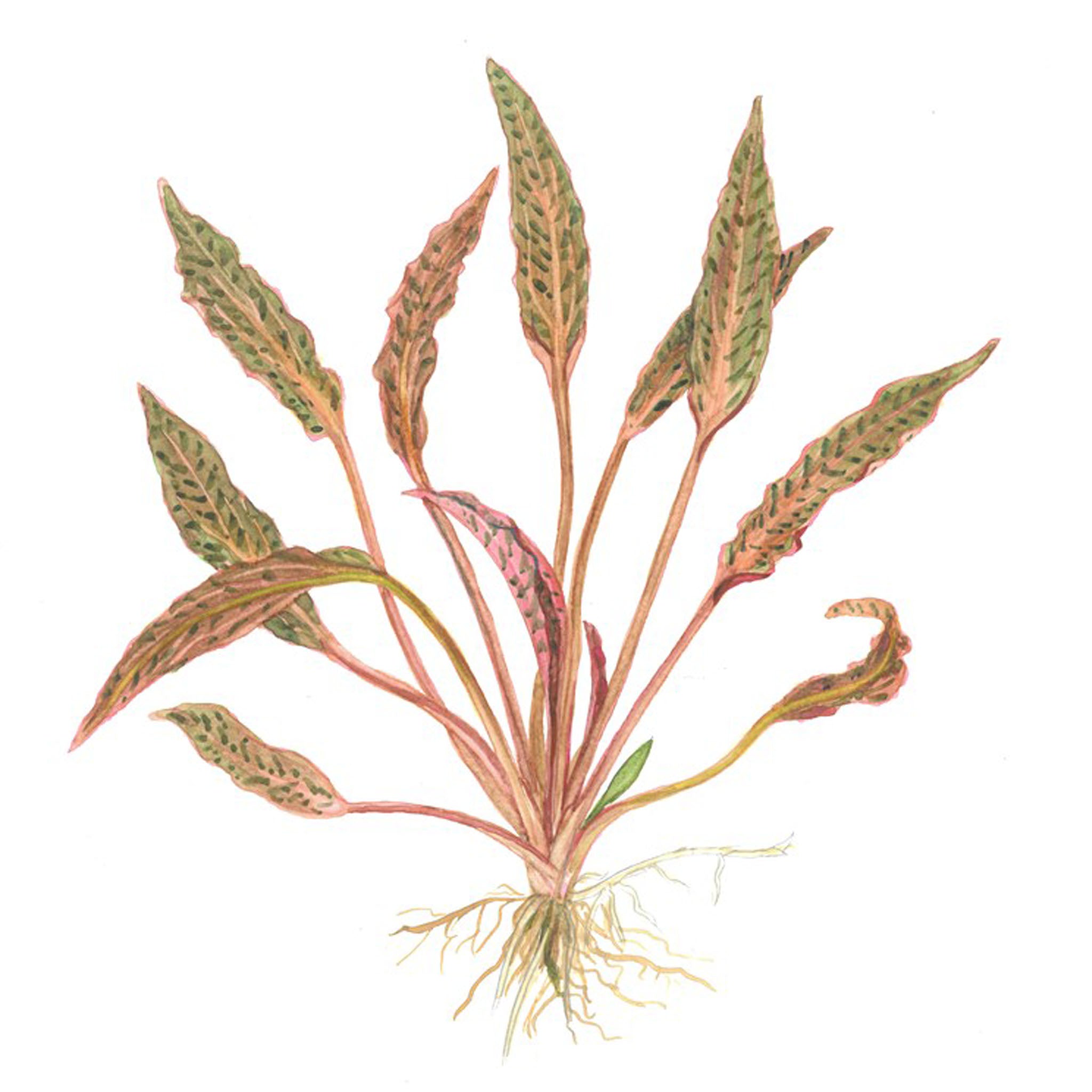 Cryptocoryne_nurii_Zeichnung