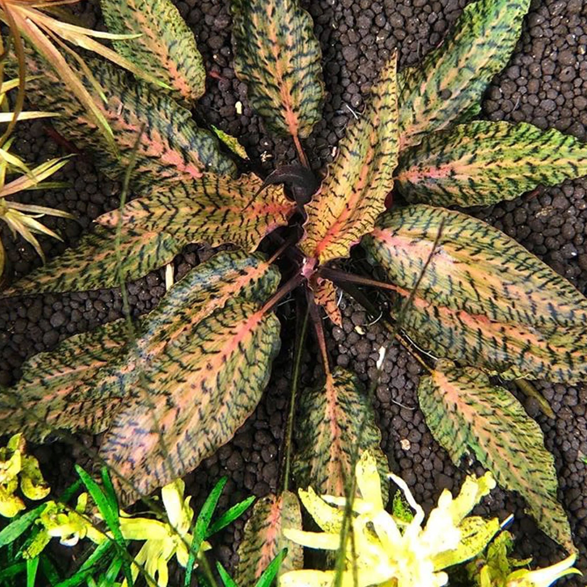 Cryptocoryne_nurii_im_Aquarium