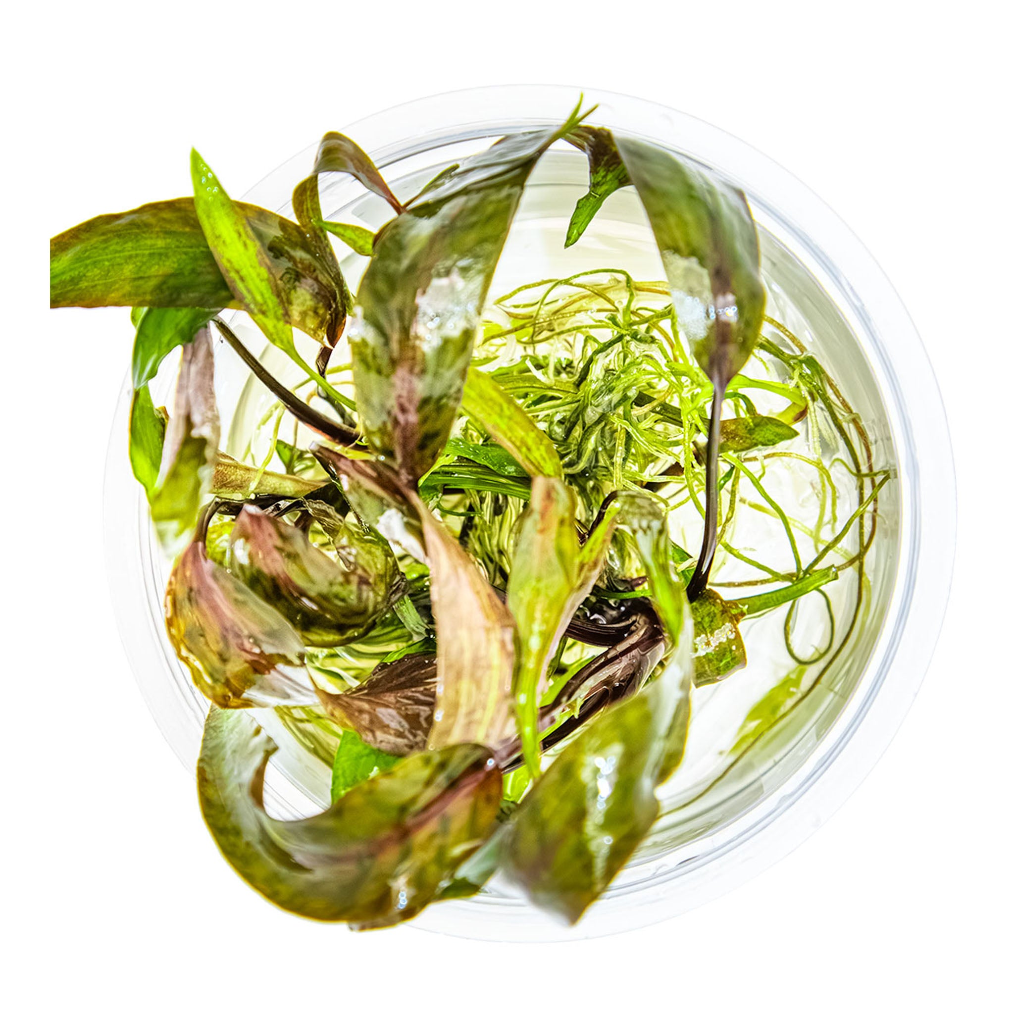Cryptocoryne_nurii_von_oben