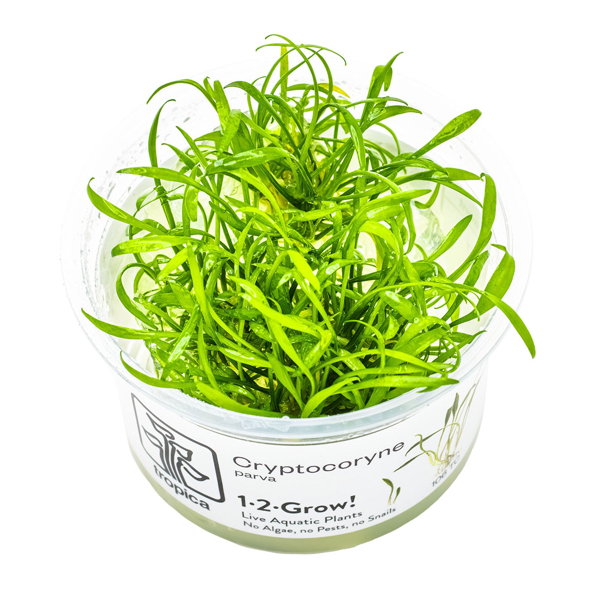 Cryptocoryne_parva_Wasserpflanze