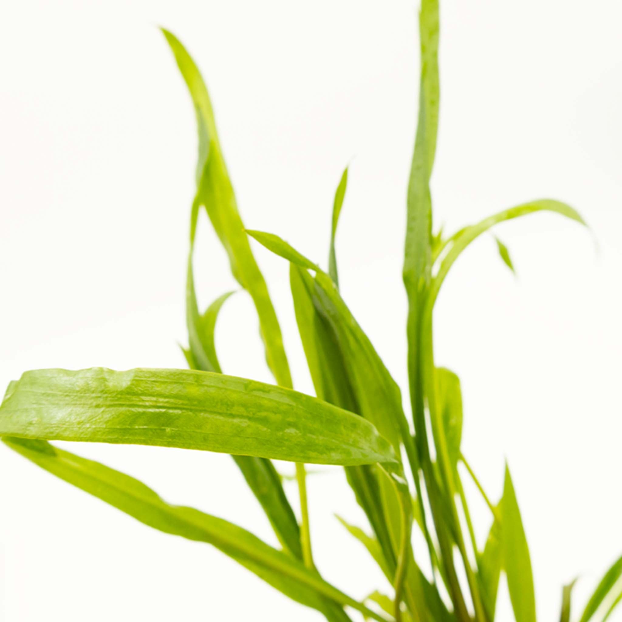 Cryptocoryne spiralis 'Red' Clip