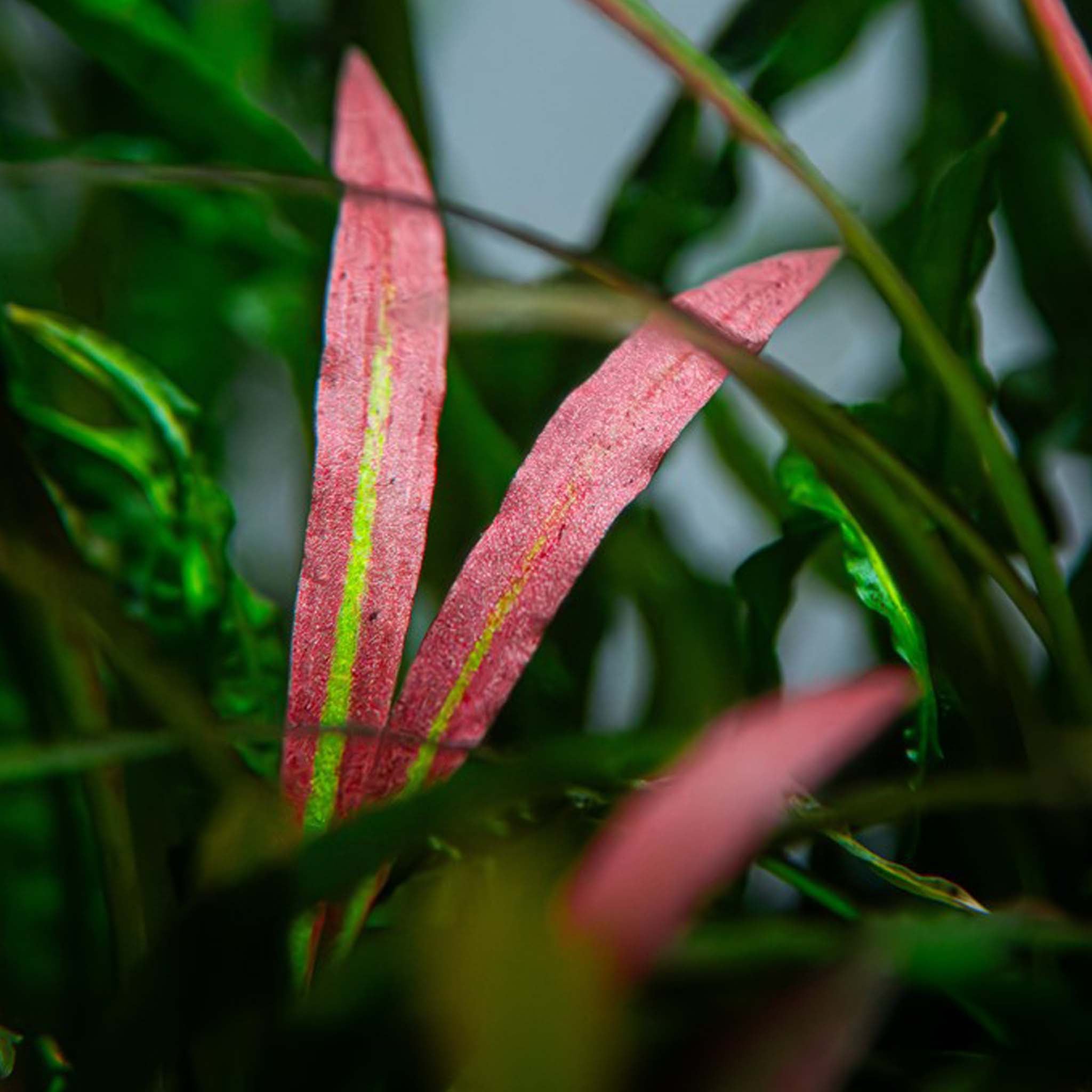 Cryptocoryne spiralis 'Red' Clip