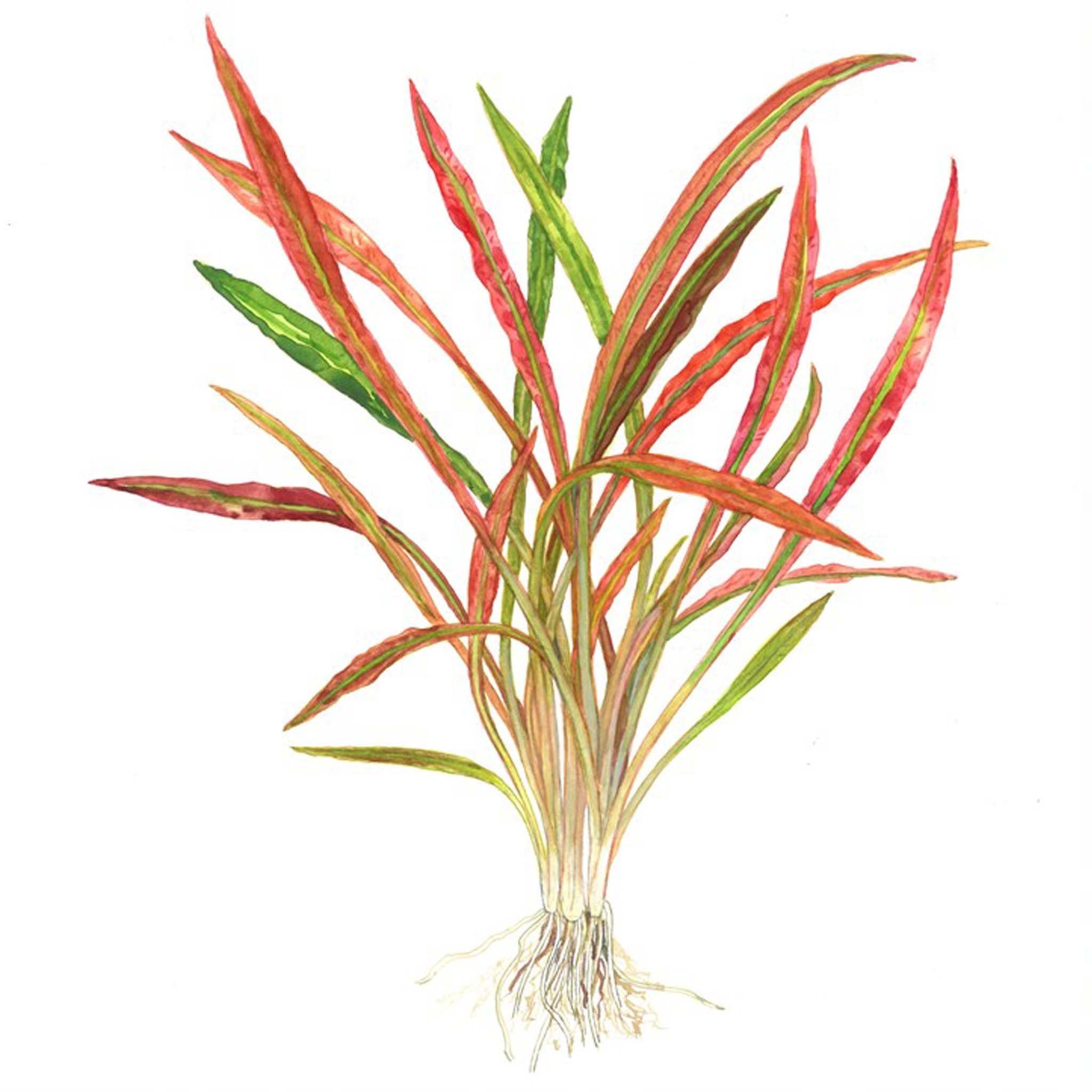 Cryptocoryne spiralis 'Red' Clip