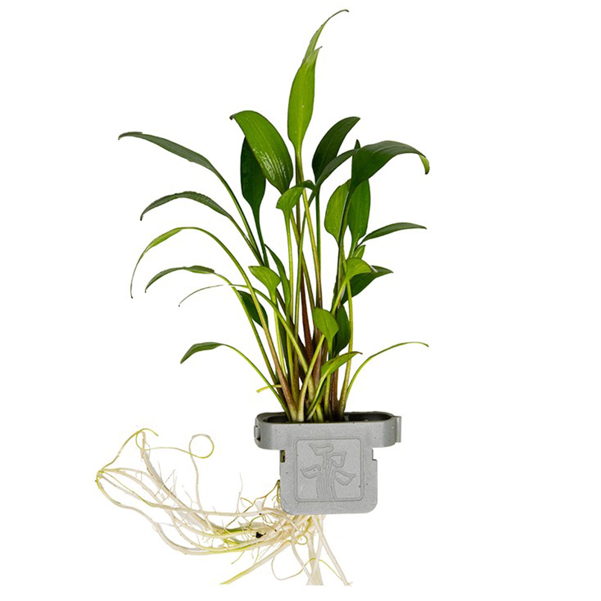 Cryptocoryne x willisii Clip