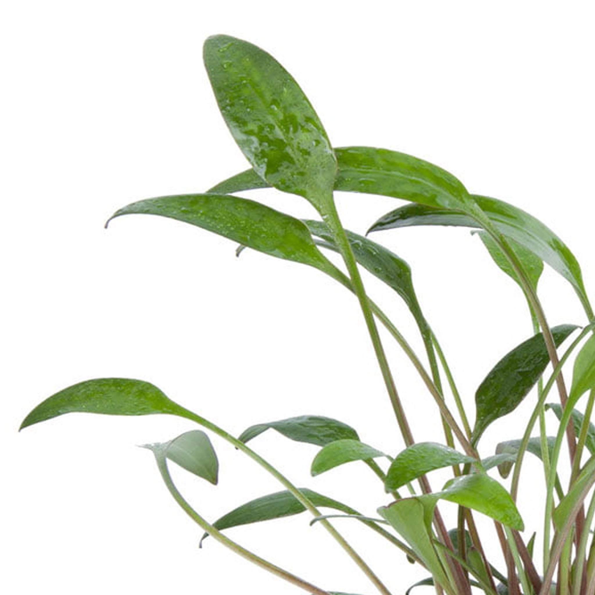 Cryptocoryne x willisii Clip