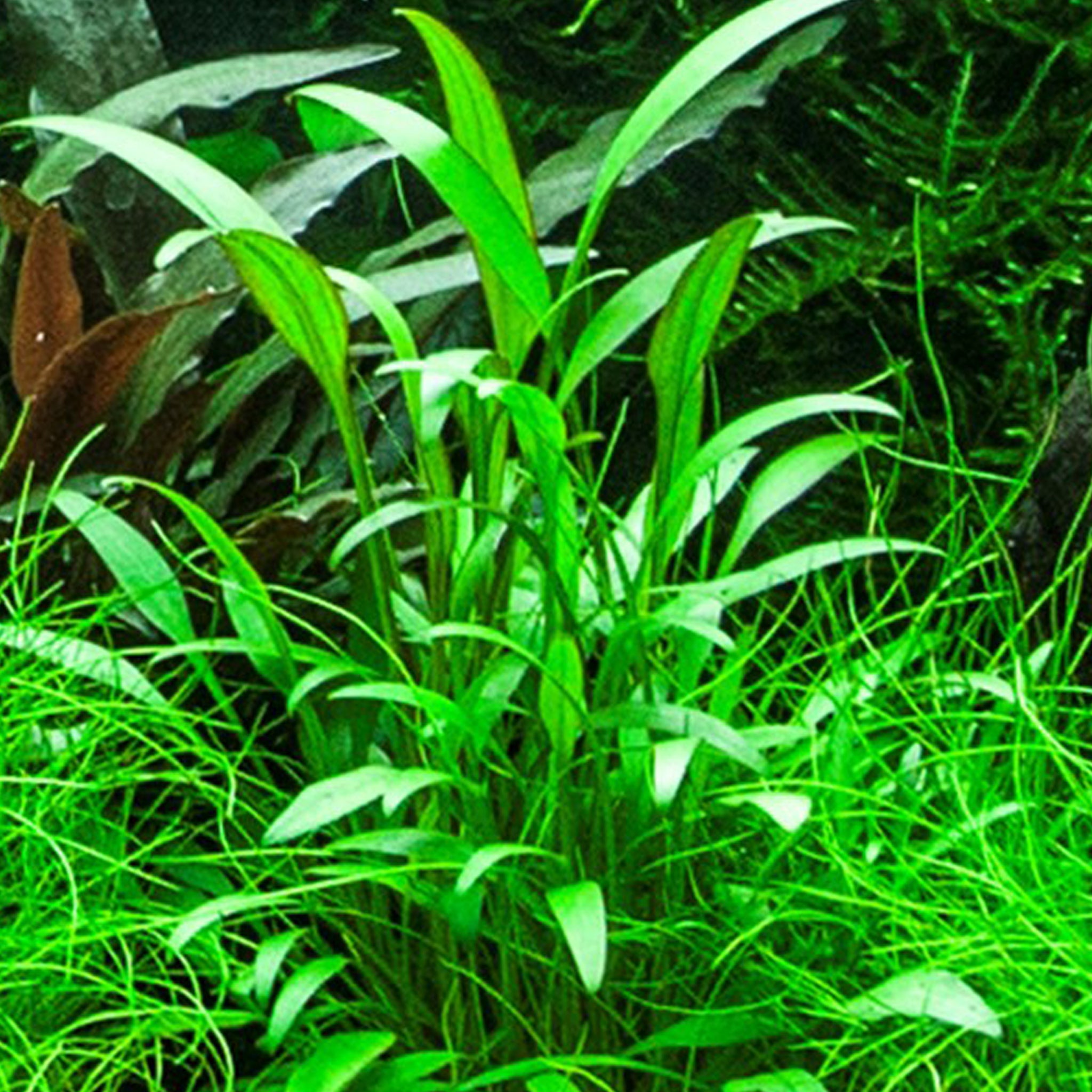 Cryptocoryne x willisii Clip