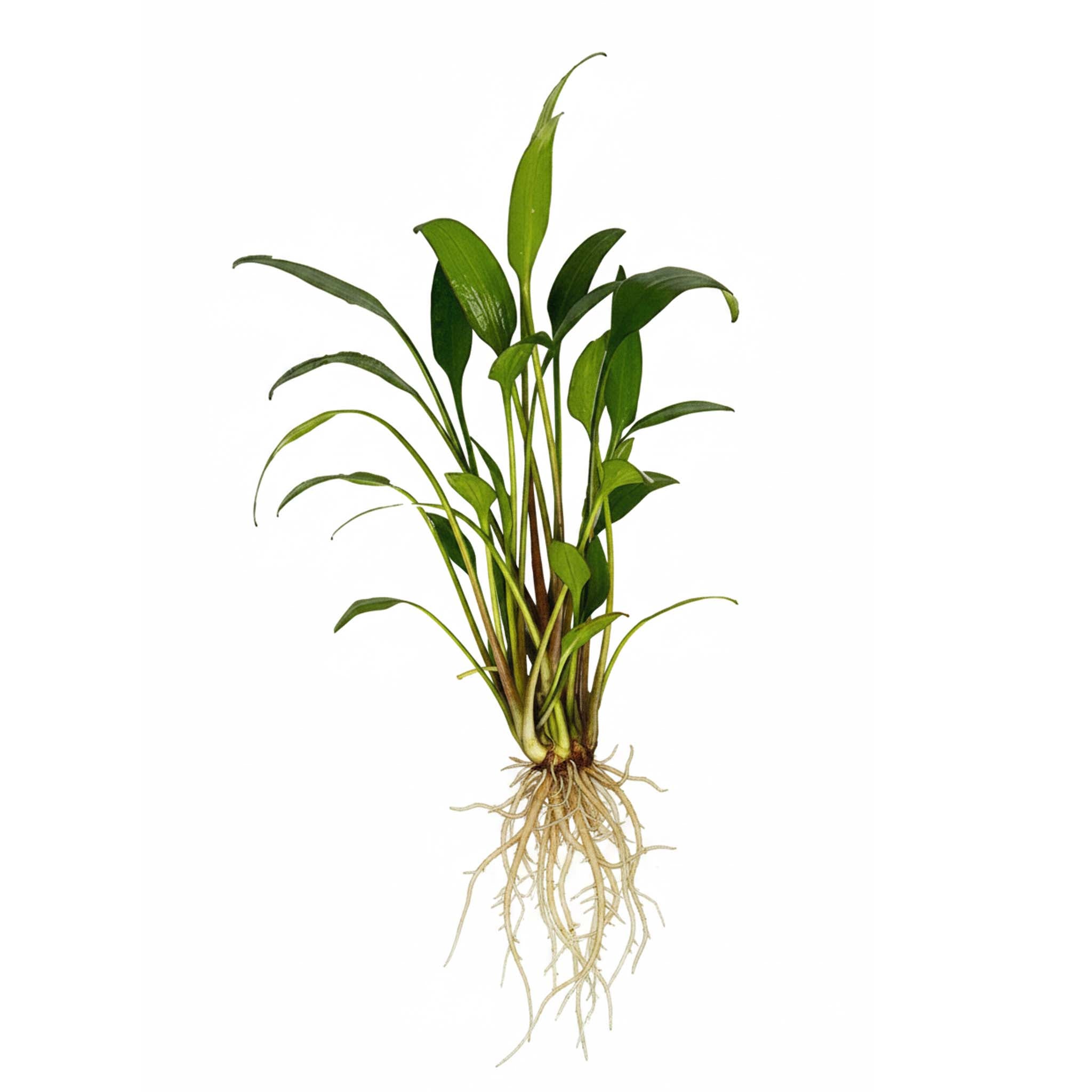 Cryptocoryne x willisii Clip