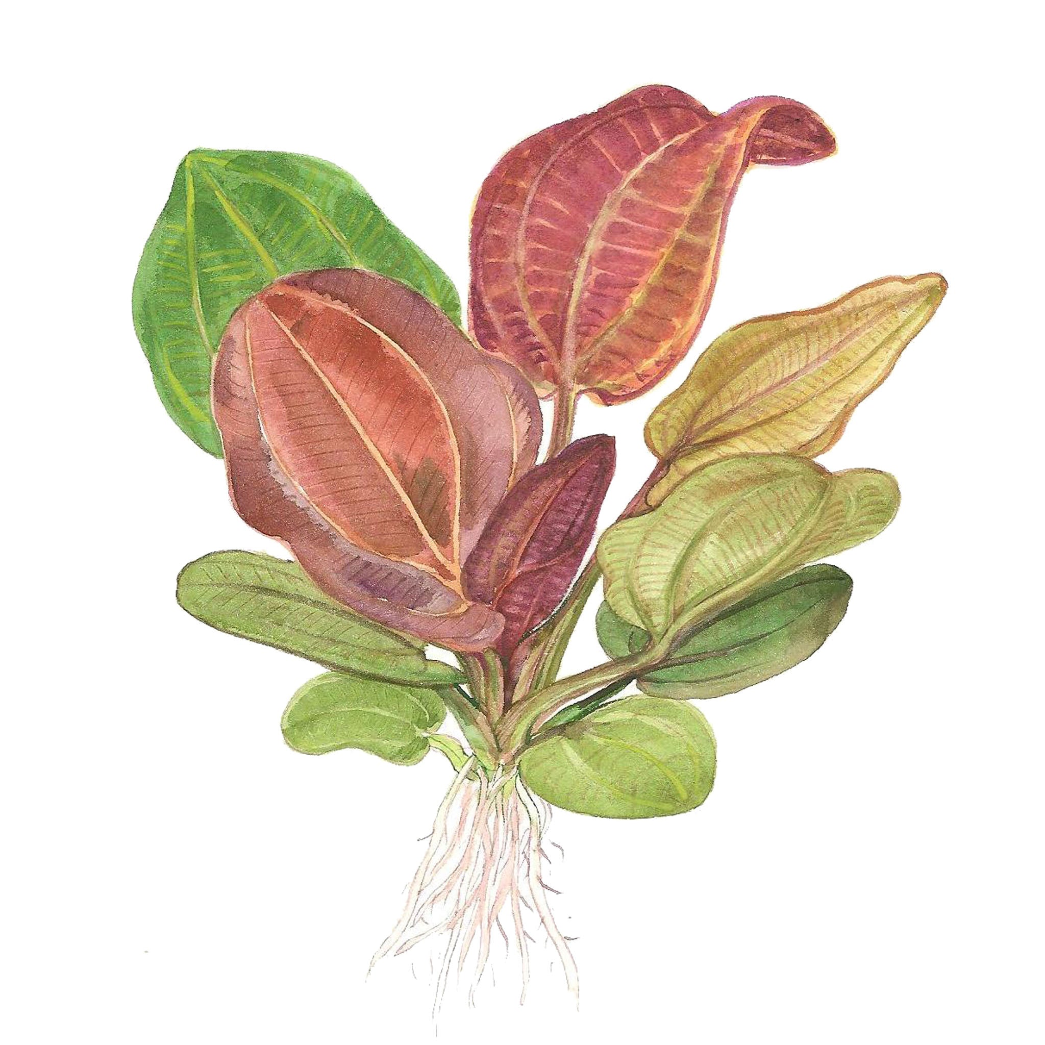 Echinodorus-Reni-Zeichnung